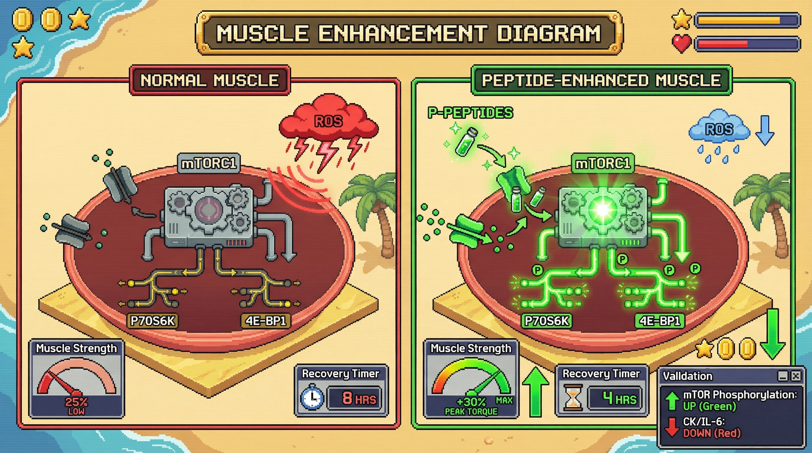 Infographic for: Hypothesis: Bioactive Peptides as Modulators of mTOR-Driven Muscular Strength Development