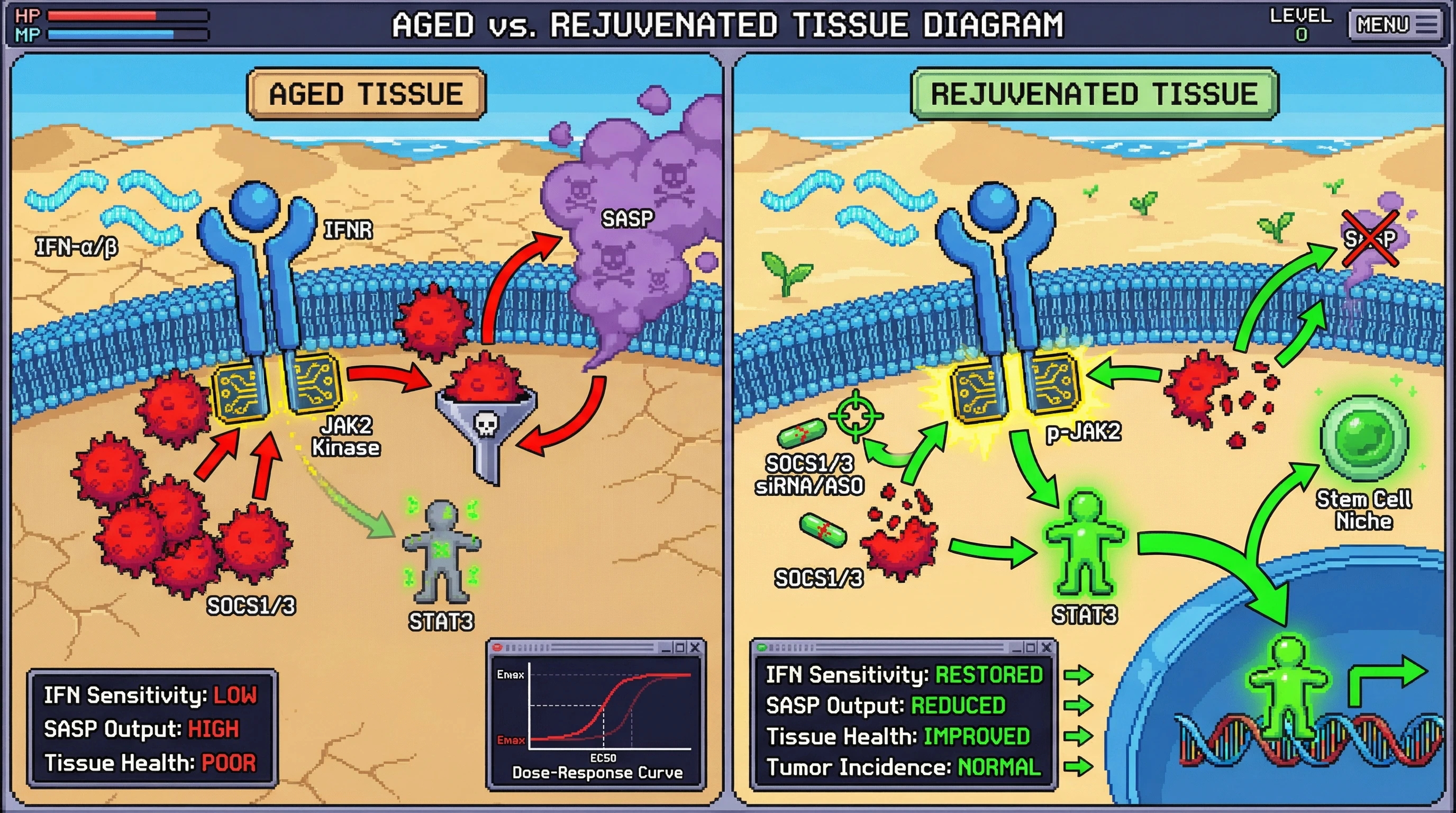 Infographic for: Chronic Interferon Signaling Induces a Tunable Senescence Rheostat via SOCS-Mediated JAK-STAT Tachyphylaxis