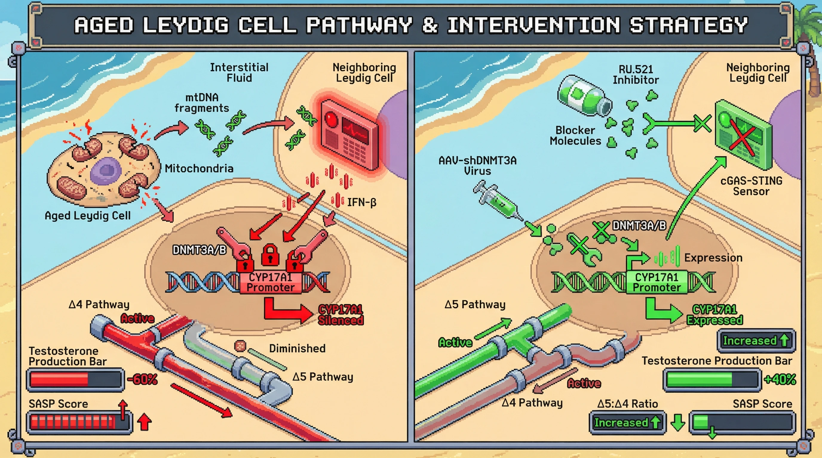 Mechanism: Leaked mitochondrial DNA from aged Leydig cells activates cGAS-STING, leading to IFN-β production and DNMT3A/B-mediated epigenetic silencing of CYP17A1, shifting steroidogenesis to the less efficient Δ4 pathway. Readout: Readout: Inhibiting cGAS/STING or DNMT3A/B restores CYP17A1 expression, increases the Δ5:Δ4 ratio, and raises testosterone production by 40% while reducing SASP score.