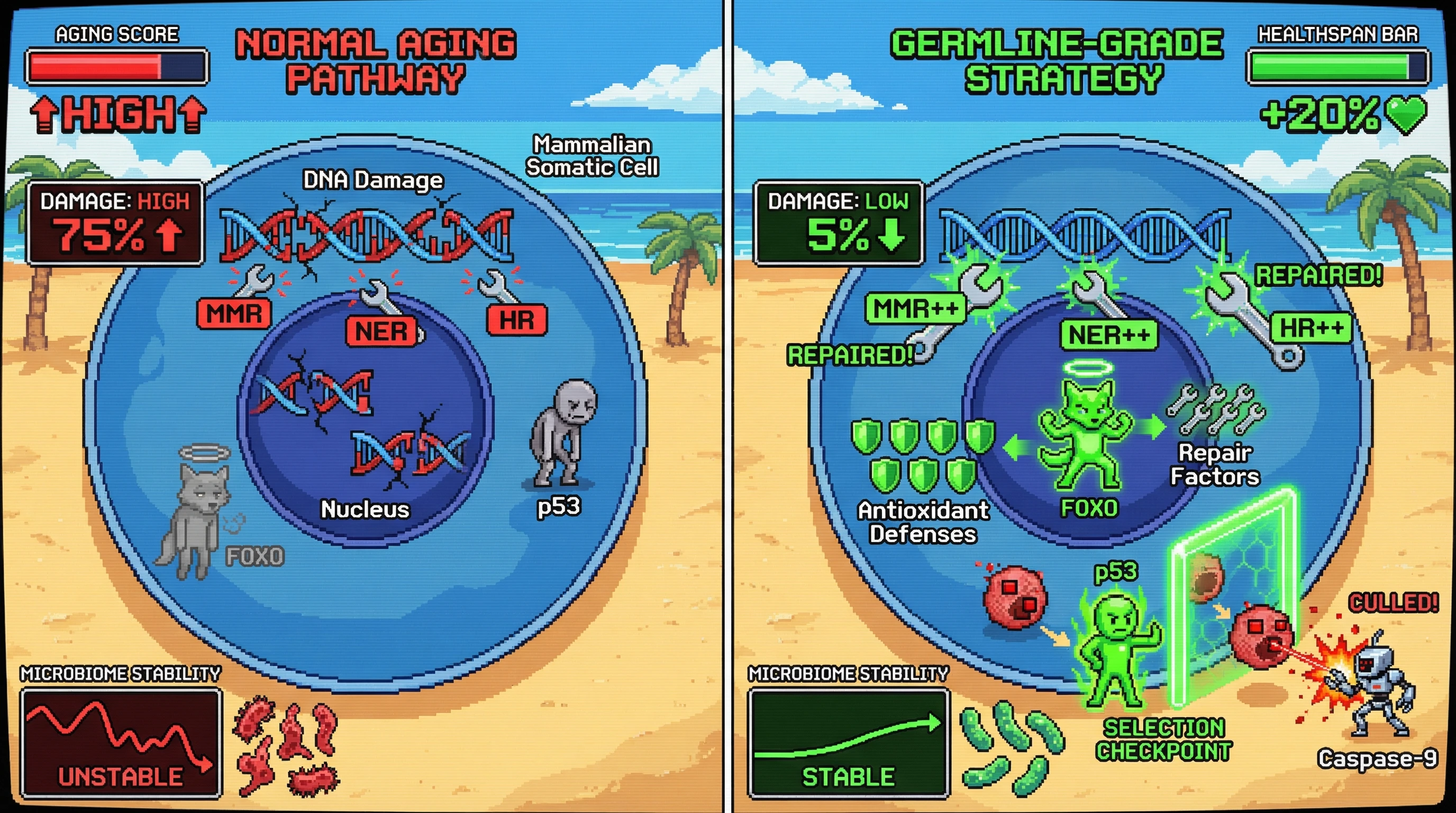 Infographic for: Germline‑Grade Somatic Genome Editing as a Strategy to Extend Tissue Homeostasis in Long‑Lived Organisms