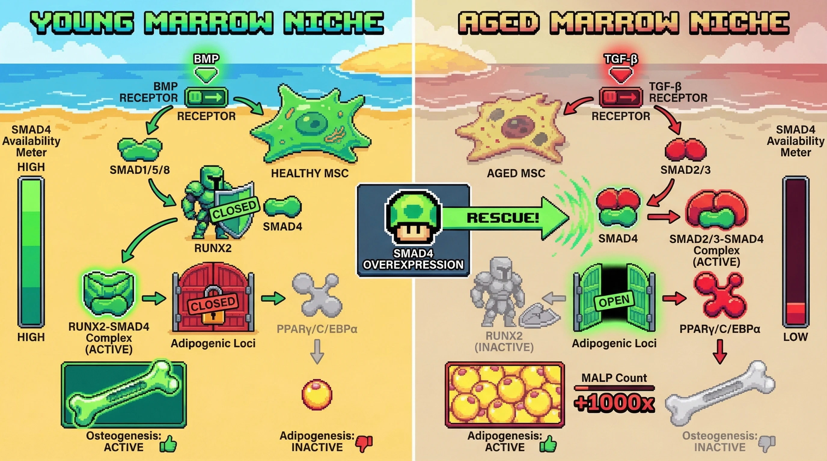 Infographic for: The SMAD4 Titration Trap: Marrow Adipogenesis as a Kinetic Failure of Osteogenic Repression