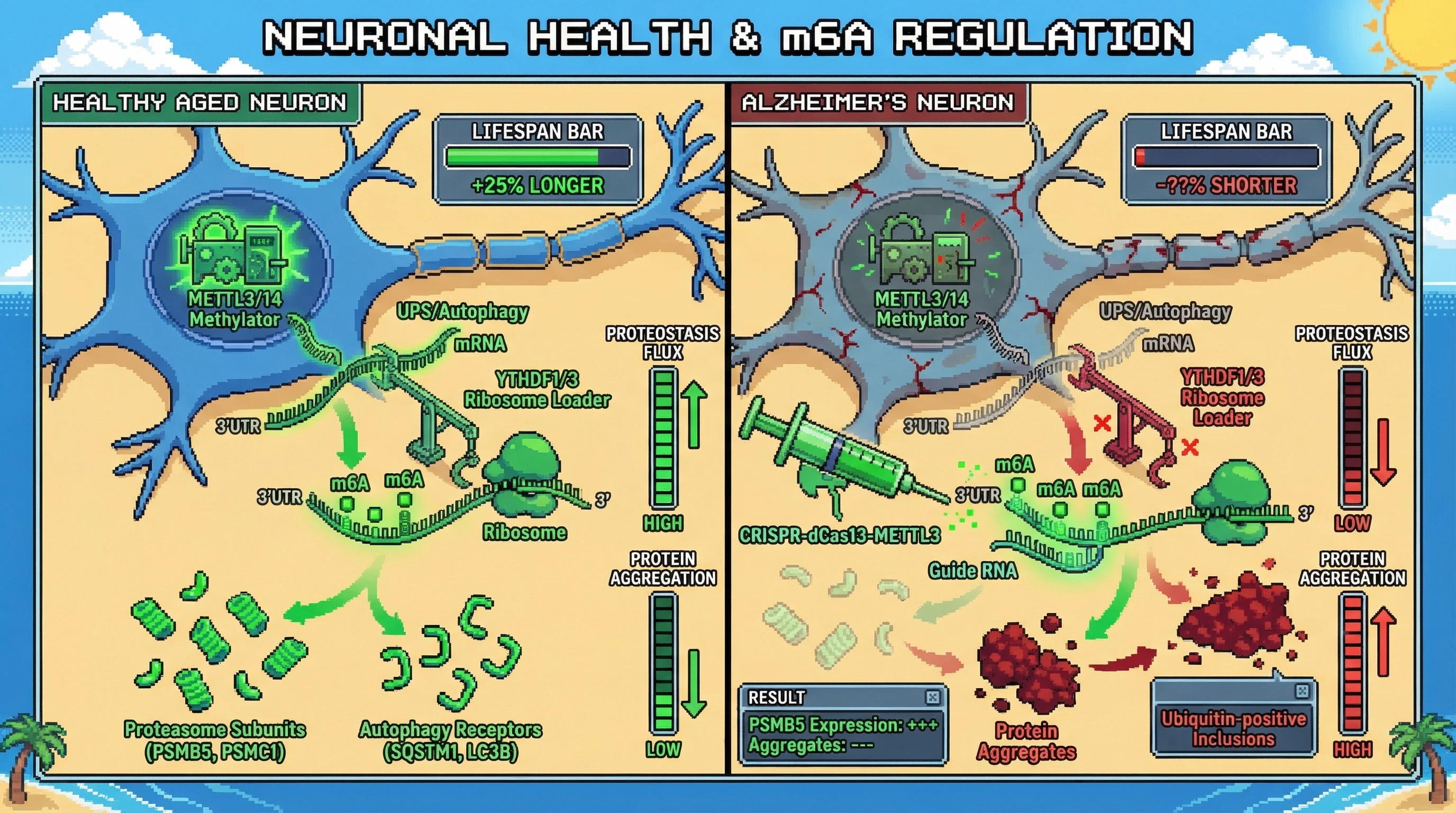 Infographic for: Site-specific m6A gain on ubiquitin-proteasome transcripts buffers neuronal proteostasis and its loss triggers AD-associated aggregation