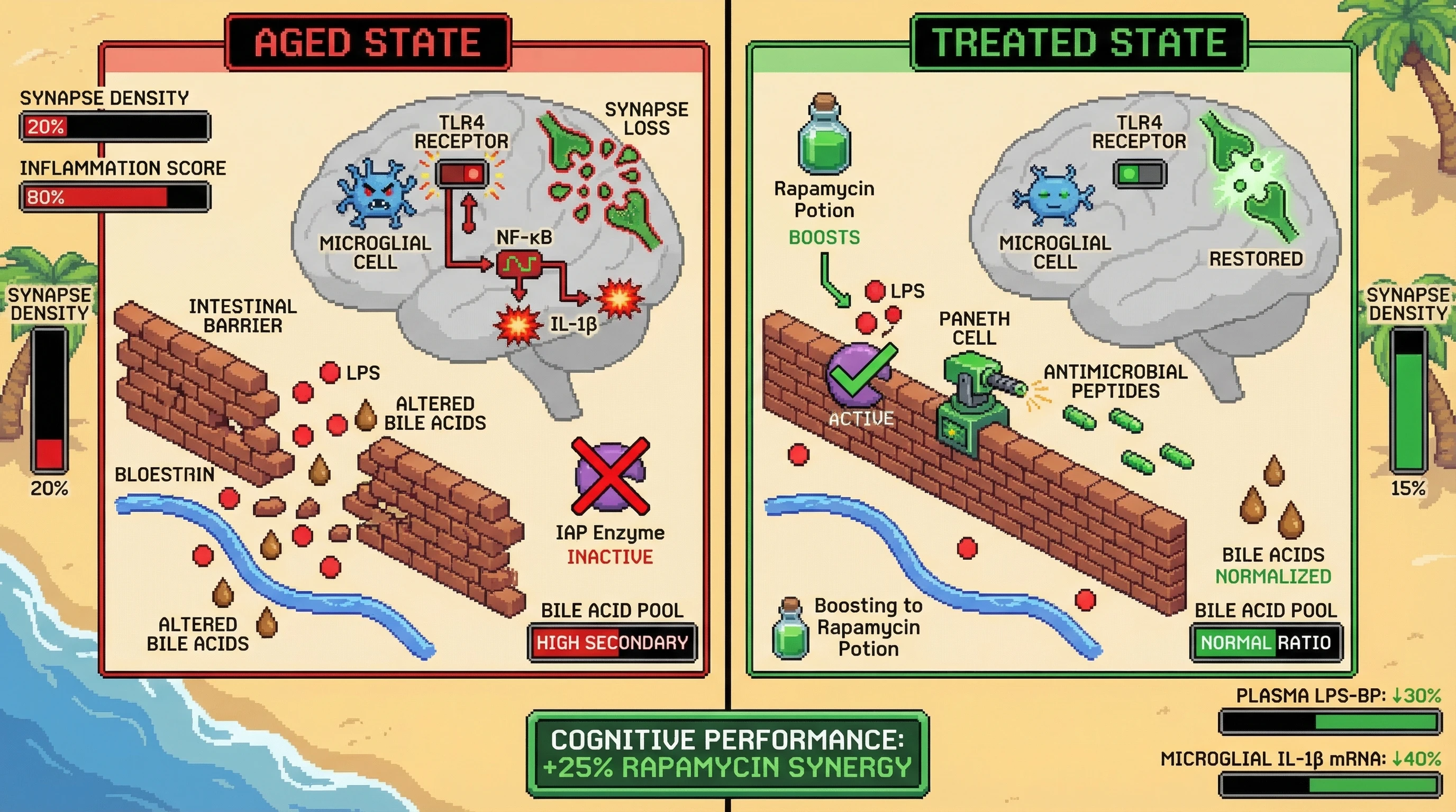 Infographic for: Hypothesis: Microbiome‑derived bile acid dysregulation drives microglial TLR4 activation and synapse loss via intestinal alkaline phosphatase decline, creating a reversible inflammaging loop