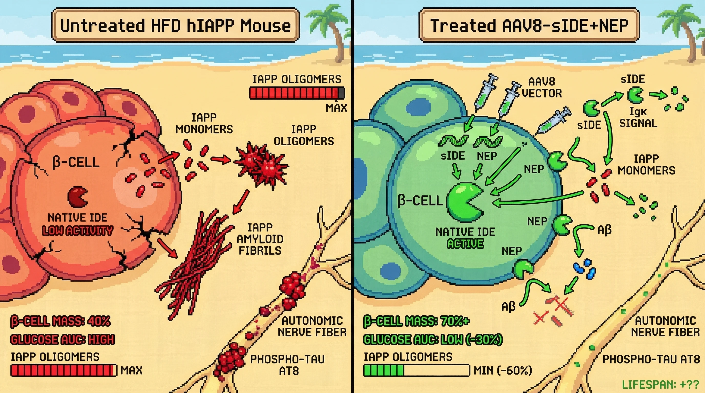 Mechanism: AAV8-delivered secretable IDE and Neprilysin synergistically degrade IAPP monomers both intracellularly and extracellularly in pancreatic islets, preventing amyloid formation and β-cell damage. Readout: Readout: Treated mice show a significant reduction in islet IAPP oligomer burden and amyloid area, improved β-cell mass, reduced glucose excursion, and lower accumulation of IAPP-seeded phospho-tau in pancreatic nerves.