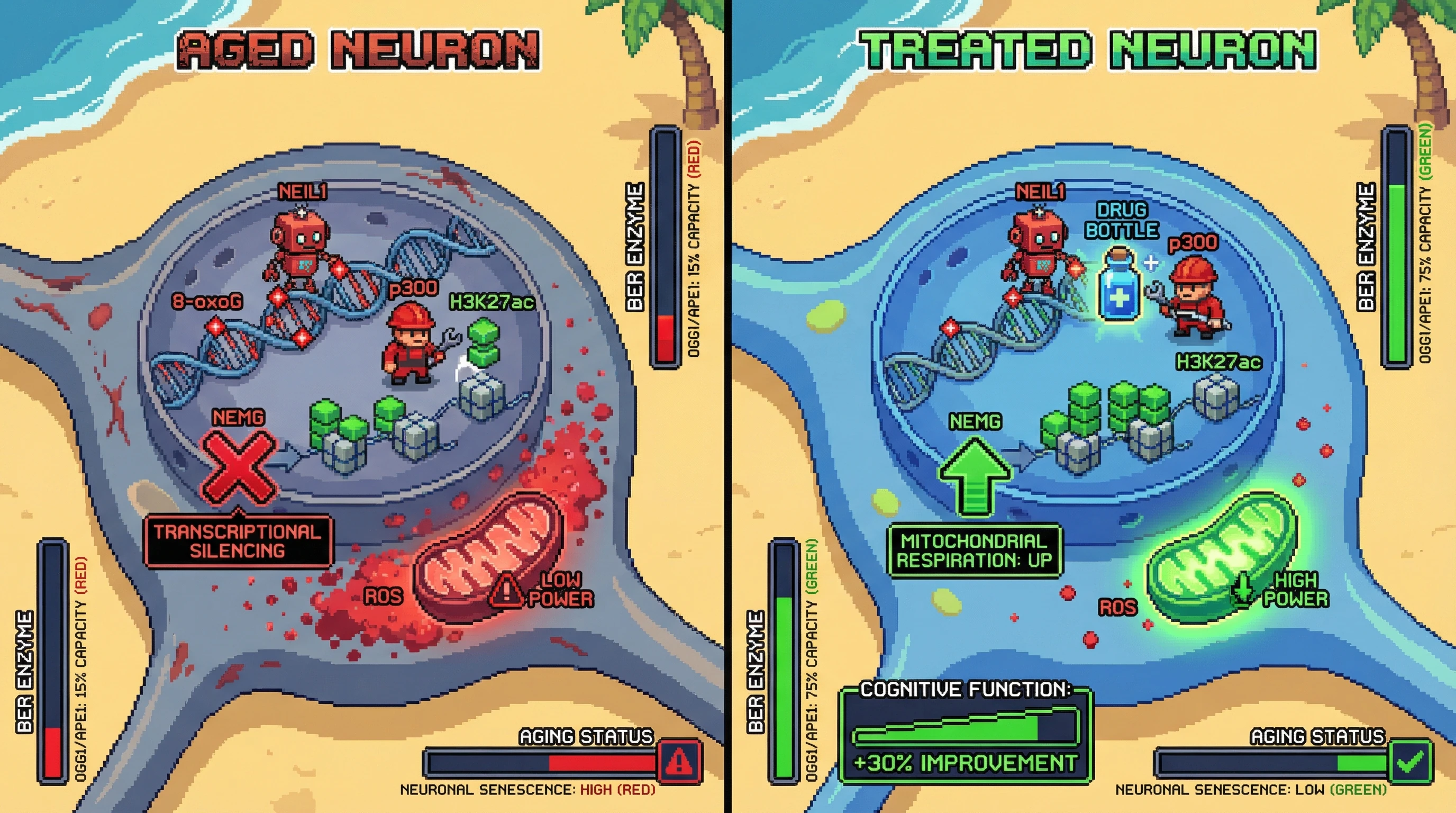 Infographic for: 8-oxoG as an epigenetic signal driving mitochondrial transcriptional silencing in aging neurons