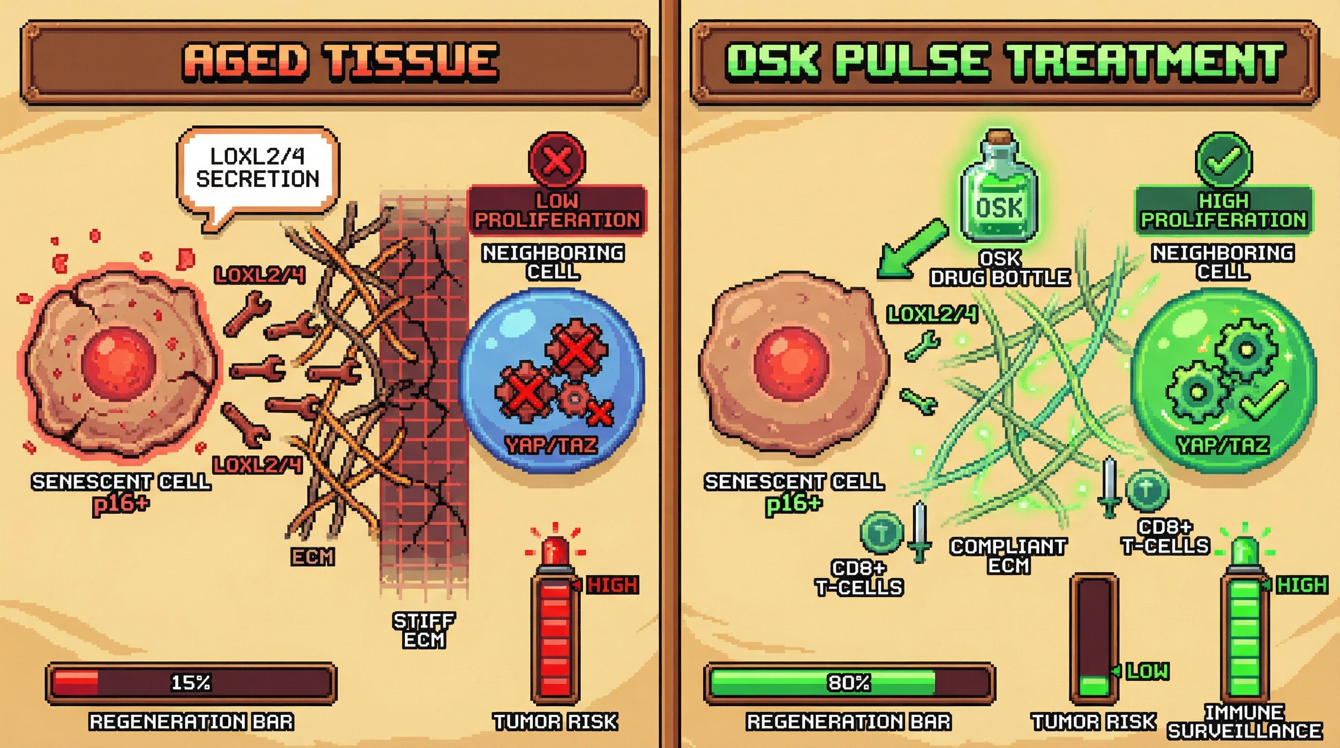 Infographic for: Senescent Cells as Mechanical Negotiators: SASP‑Mediated ECM Crosslinking Sets a Proliferation Threshold That Is Reset by Transient Yamanaka Factor Expression