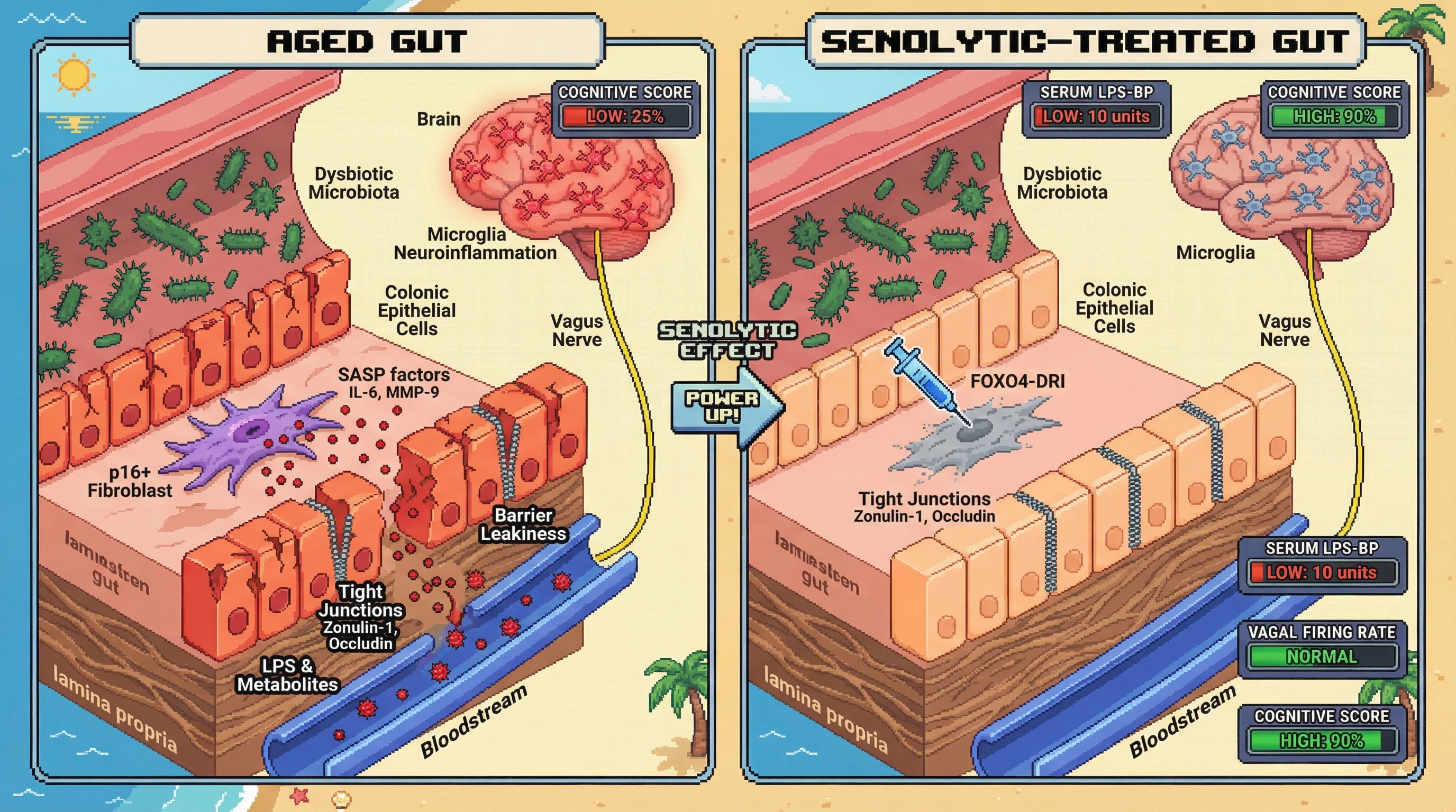 Mechanism: A fibroblast-targeted senolytic clears senescent fibroblasts in the colon, which restores tight junction integrity and prevents gut barrier leakiness. Readout: Readout: This reduces systemic inflammation and vagal afferent signaling to the brain, leading to significantly improved cognitive performance.
