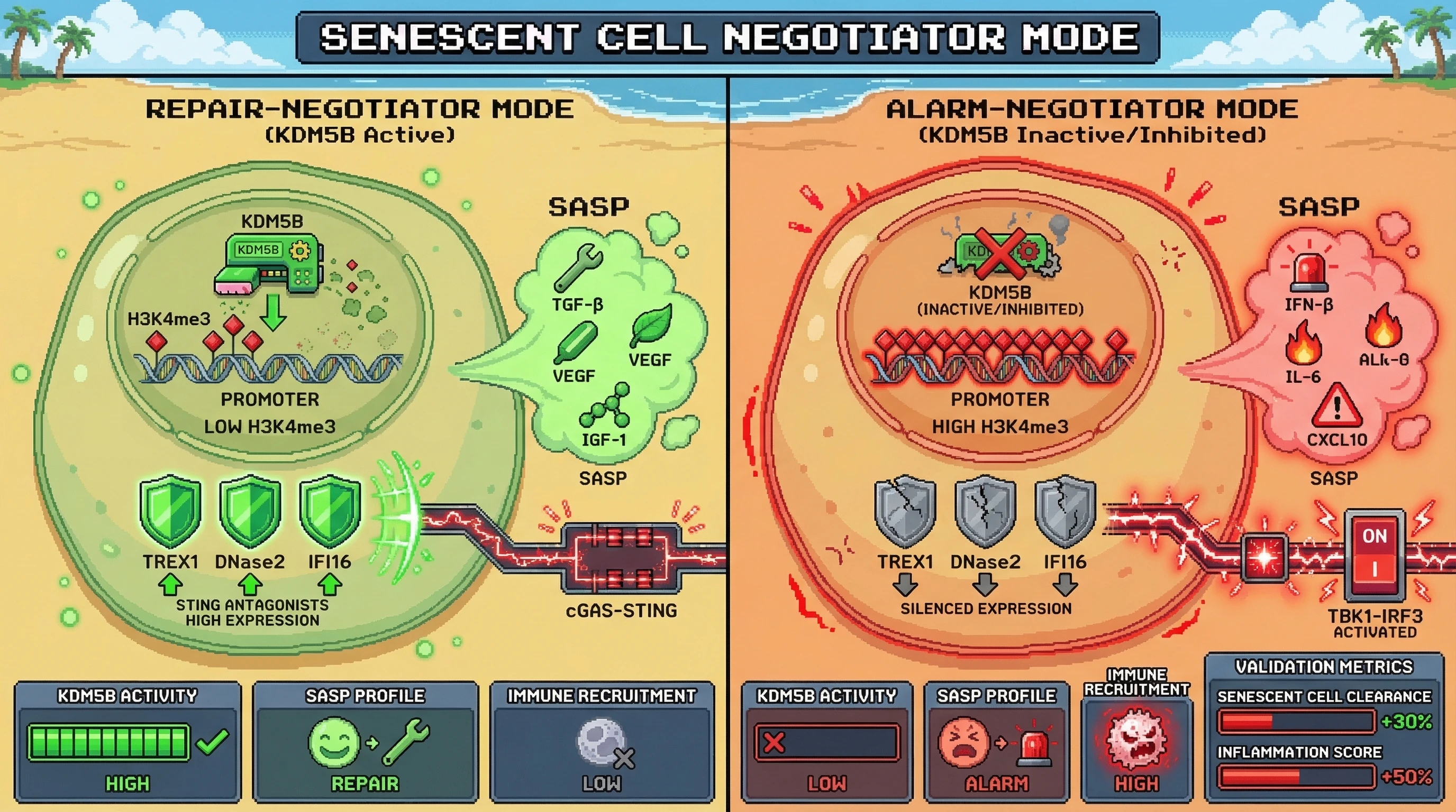 Mechanism: Active KDM5B demethylates H3K4me3 at STING antagonist promoters, enabling their expression to dampen cGAS-STING signaling and promote a repair-biased SASP. Readout: Readout: KDM5B inhibition silences antagonists, unleashing pro-inflammatory signaling and shifting the SASP to an immune-recruiting profile, increasing senescent cell clearance.