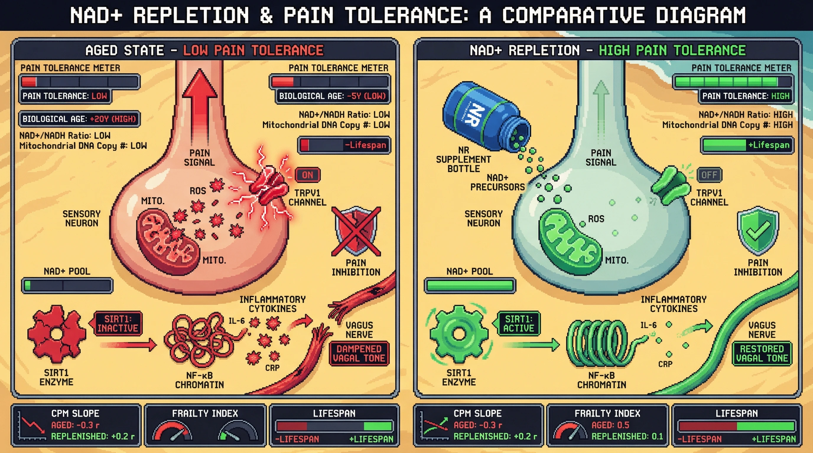 Mechanism: Declining mitochondrial efficiency and NAD+ levels in sensory neurons cause increased ROS and inflammation, sensitizing TRPV1 and lowering pain thresholds, while NAD+ repletion reverses these effects. Readout: Readout: This leads to low pain tolerance and high biological age in the aged state, contrasted with high pain tolerance and reduced biological age after NAD+ supplementation.