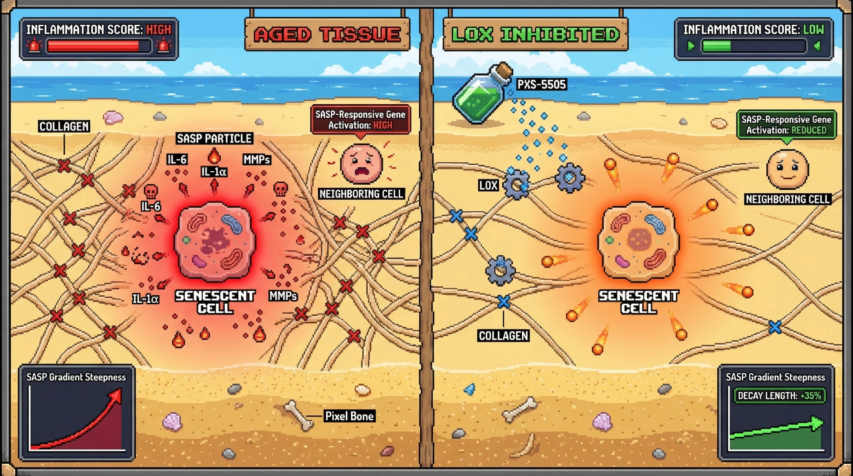 Infographic for: ECM Cross-Linking Shapes Senescent Secretome Gradients to Drive Age-Related Niche Inflammation