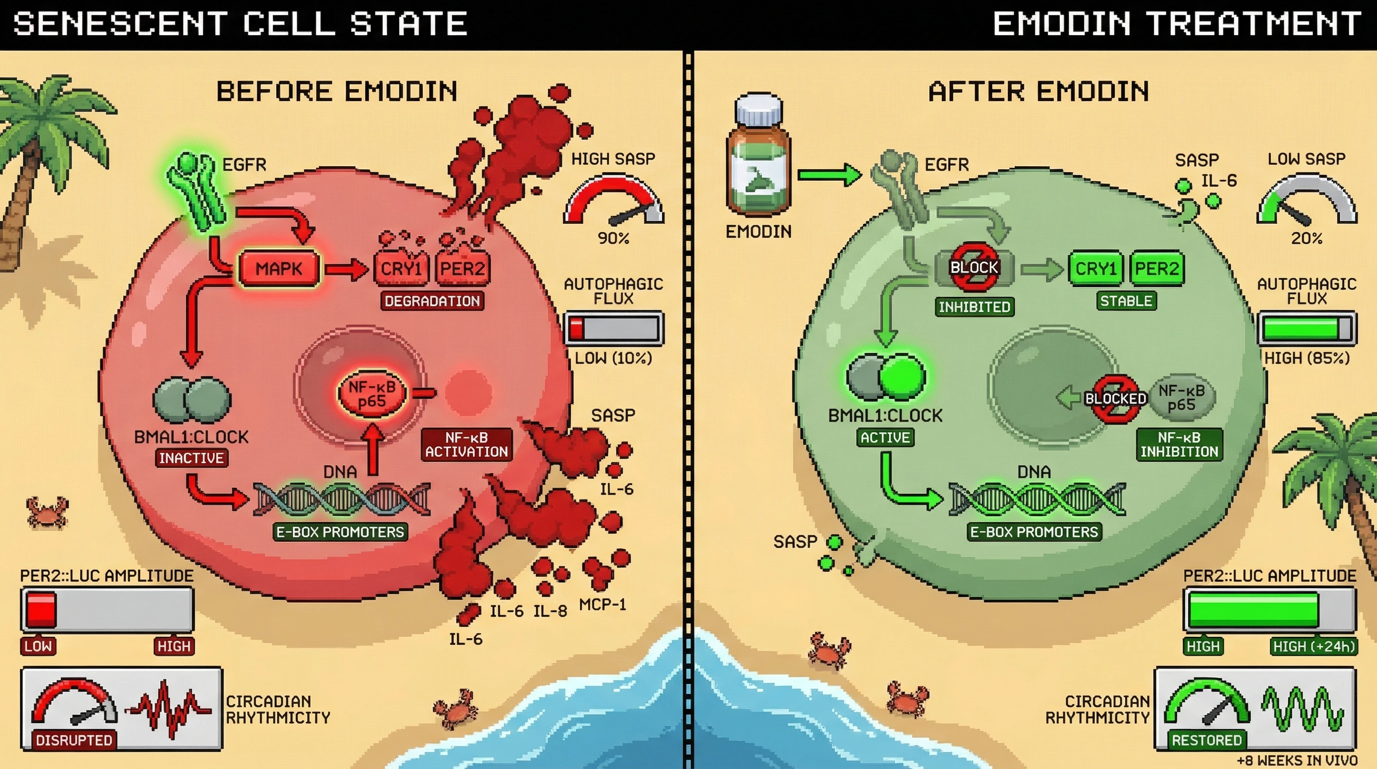 Mechanism: Emodin inhibits EGFR/MAPK signaling, stabilizing CRY1/PER2 and restoring BMAL1:CLOCK activity, which then suppresses NF-κB and SASP. Readout: Readout: This leads to increased PER2::LUC bioluminescence amplitude, restored circadian rhythmicity, and reduced SASP factors like IL-6 and IL-8.
