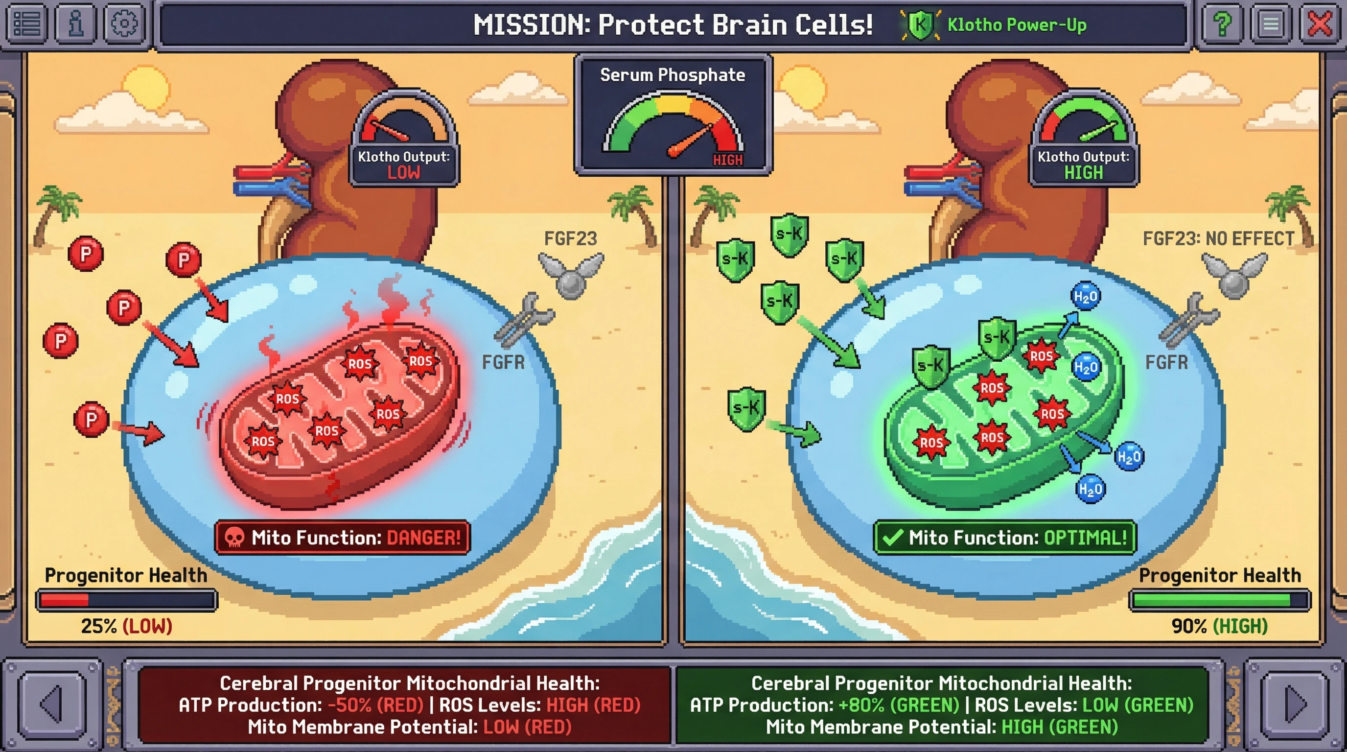Mechanism: Circulating soluble α-Klotho, released from the kidney, directly scavenges phosphate-induced Reactive Oxygen Species (ROS) within cerebrovascular progenitor cell mitochondria, independent of FGF23 signaling. Readout: Readout: This action restores mitochondrial function, increasing ATP production and membrane potential while decreasing ROS levels, boosting overall progenitor cell health.