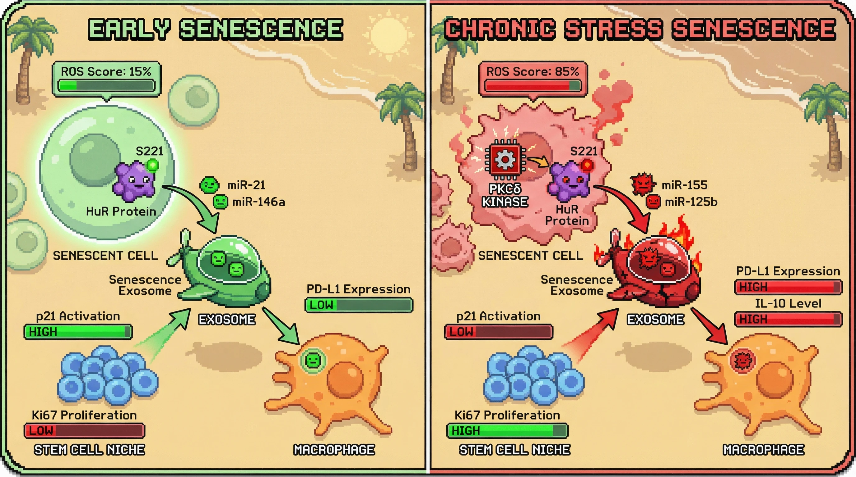 Infographic for: Redox-sensitive HuR phosphorylation directs senescence-associated exosome miRNA sorting to switch from protective growth arrest to immunosuppressive signaling