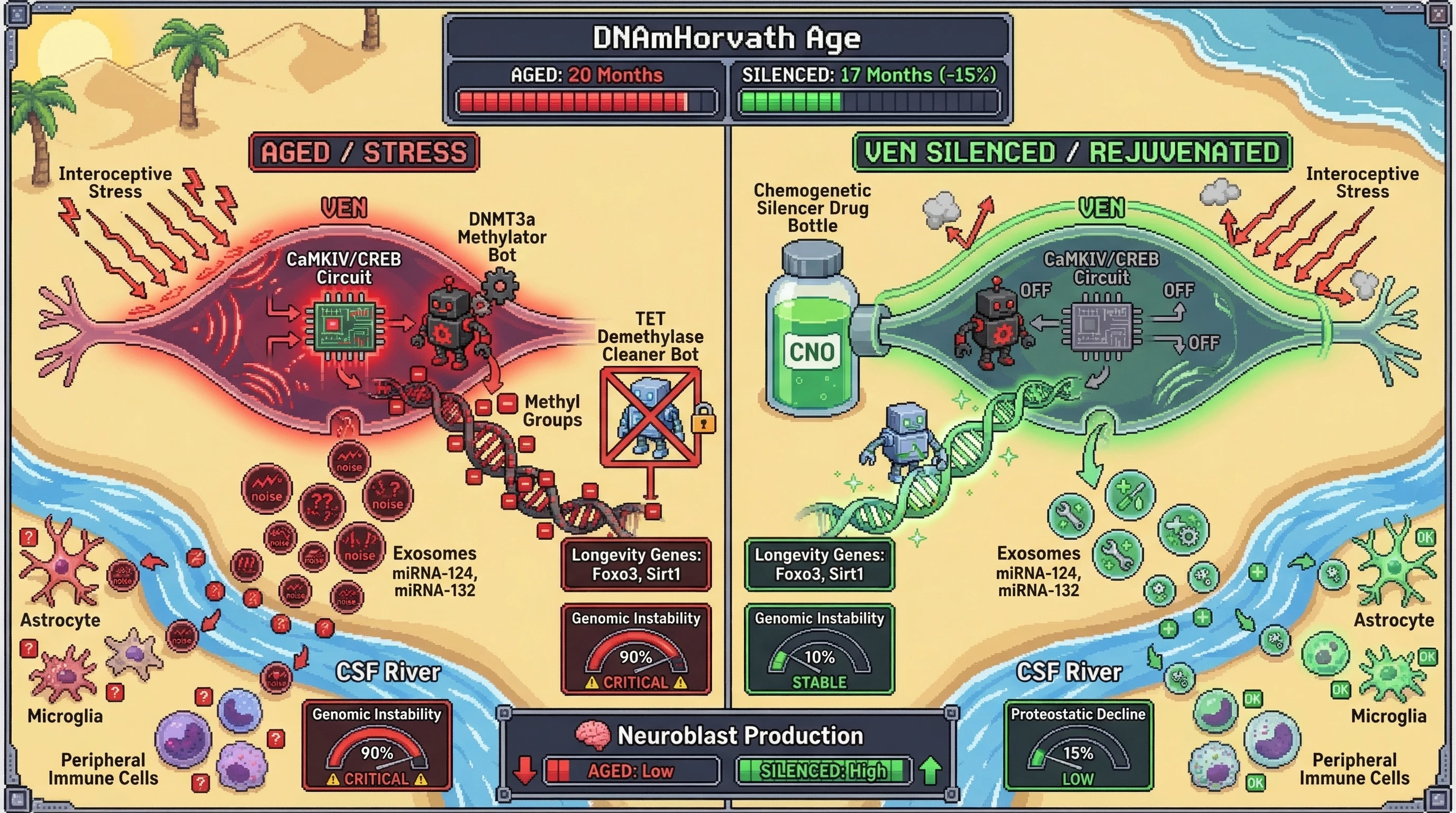 Infographic for: VENsas Epigenetic Sentinels Linking Insular Interoception to Systemic Aging