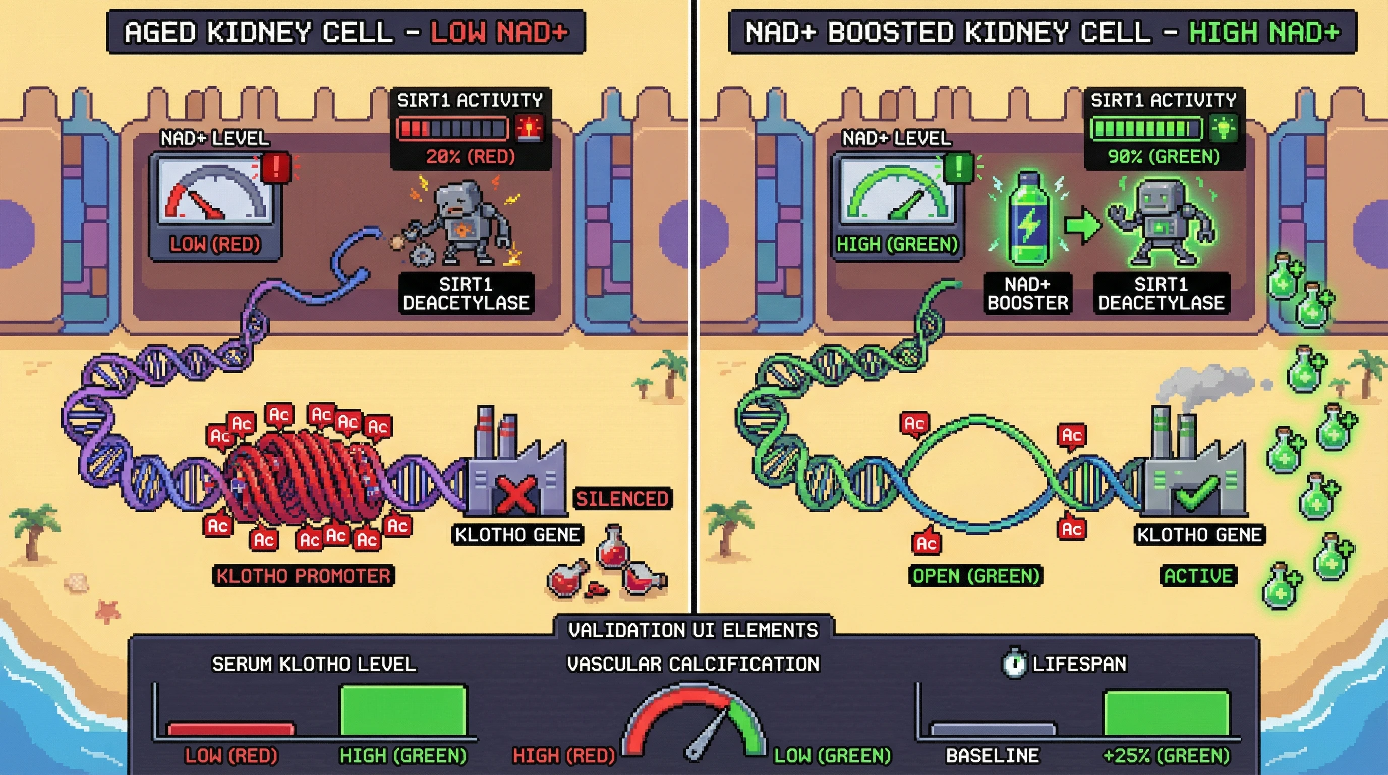 Infographic for: NAD+ Depletion Directly Silences the Klotho Promoter via SIRT1-Mediated Epigenetic Reprogramming in Kidney Tubular Cells