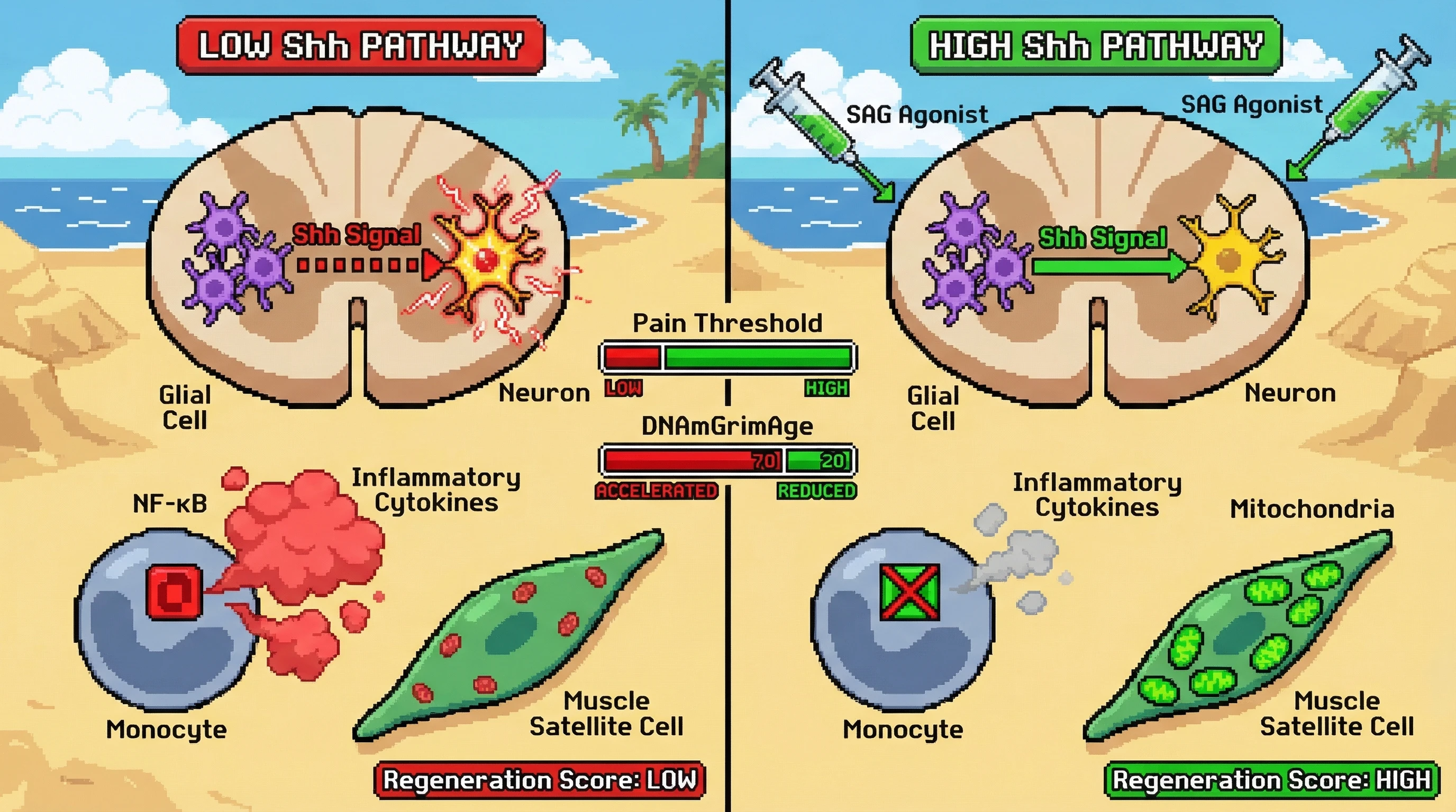 Mechanism: Diminished Hedgehog (Shh) signaling in glial and immune cells leads to heightened neuronal excitability and increased inflammation. Readout: Readout: Activating Shh reduces pain sensitivity, lowers DNAmGrimAge acceleration, and improves tissue regeneration scores.