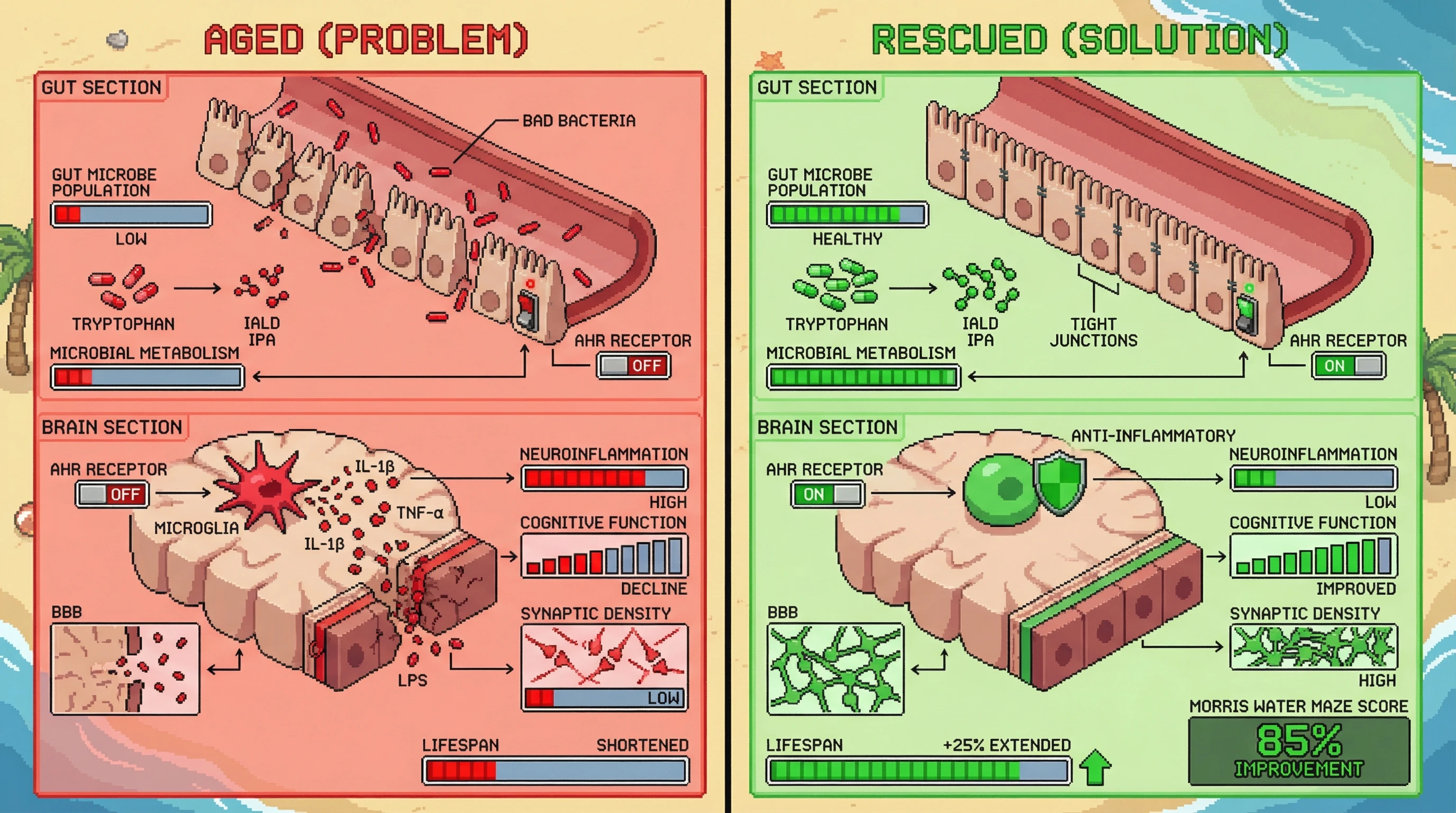 Infographic for: Hypothesis: Age-associated loss of microbial tryptophan metabolism drives neuroinflammation via aryl hydrocarbon receptor dysregulation in microglia