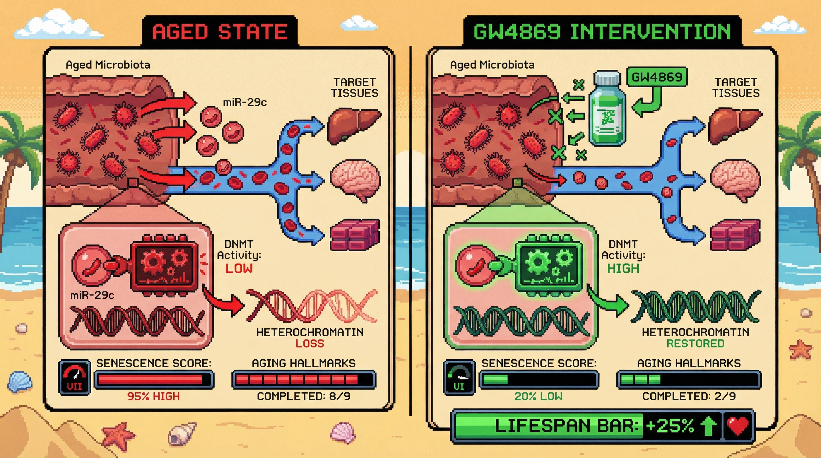 Infographic for: A Gut‑Derived Vesicular miRNA Clock Drives the Hallmarks of Aging via Systemic Chromatin Remodeling