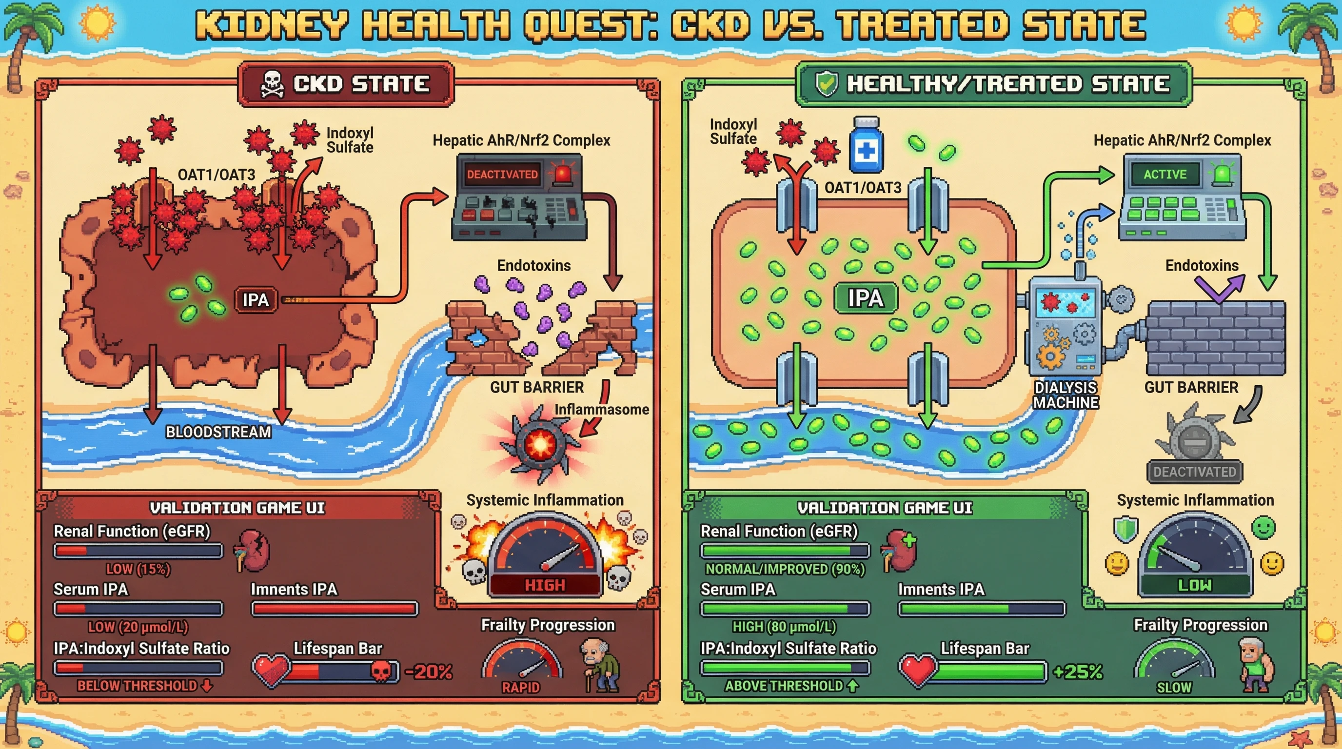 Infographic for: Renal Organic Anion Transporters Gate the Geroprotective Signaling of Indole-3-Propionic Acid: A Threshold Model for Biomarker Validation