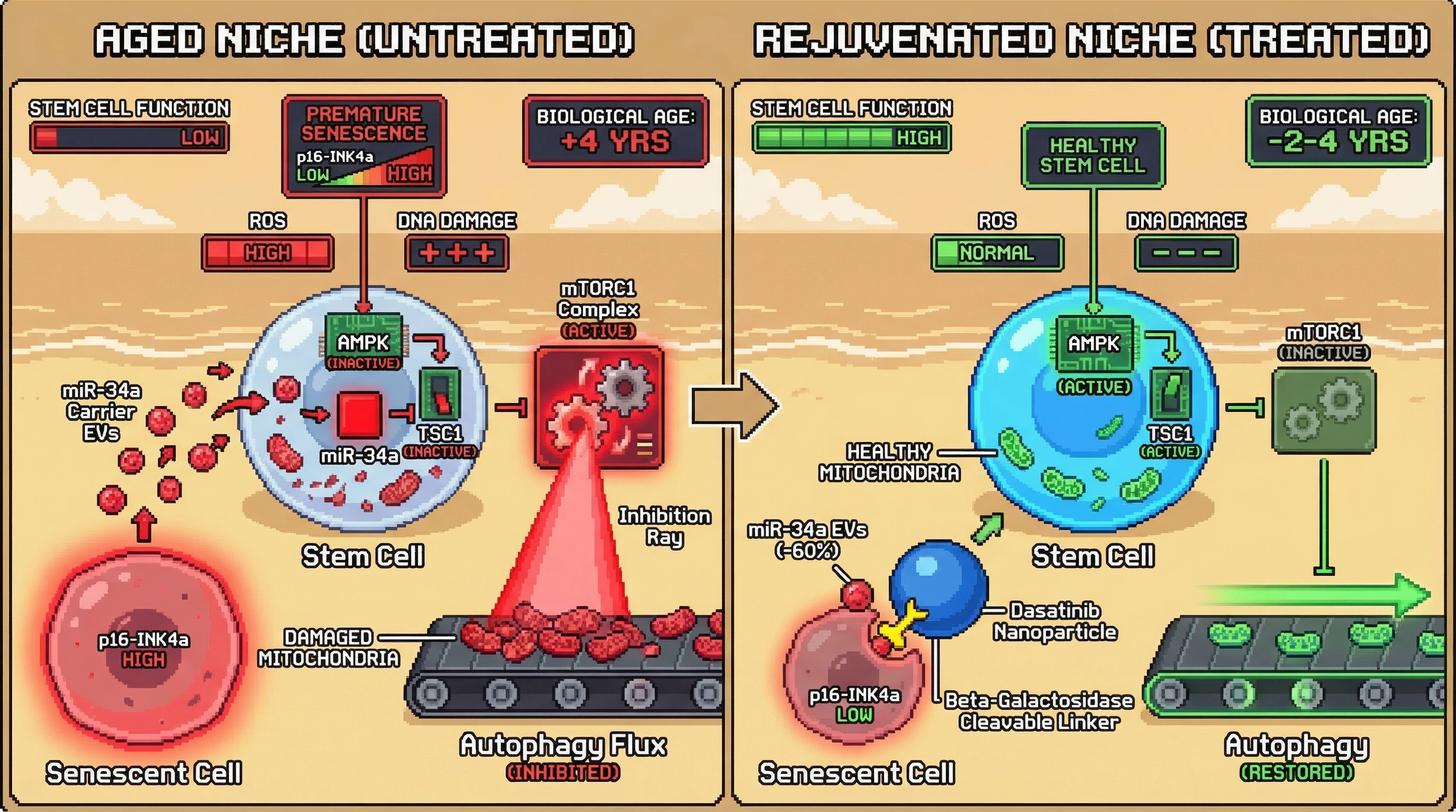 Mechanism: Senescent cells release miR-34a-carrying EVs that activate mTORC1 and inhibit autophagy in neighboring stem cells, driving their premature senescence. Readout: Readout: Targeted nanoparticles reduce EV burden by 60% and restore stem cell autophagy within 4 weeks, reversing biological age by 2-4 years.