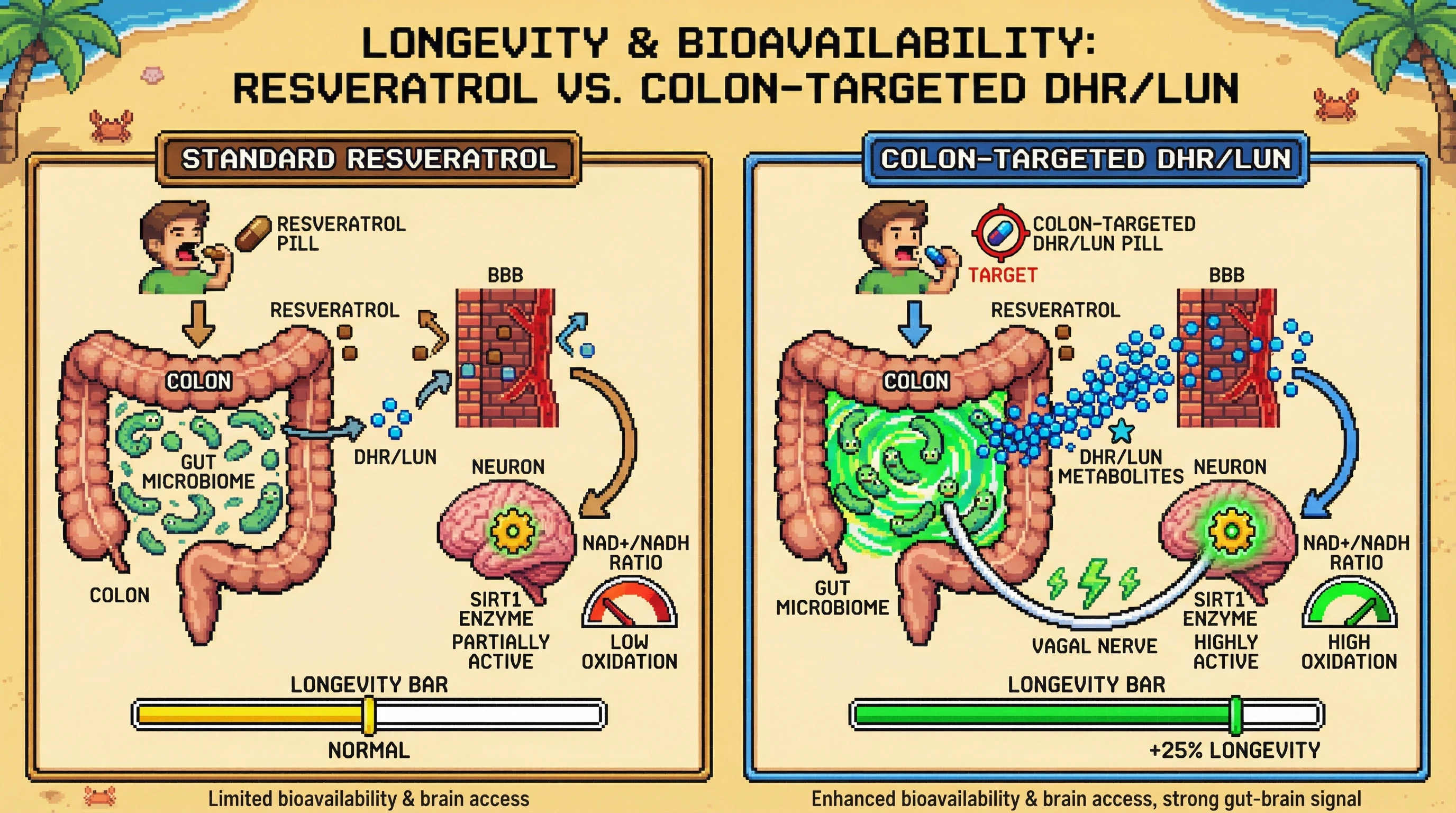 Infographic for: Gut-derived resveratrol metabolites set neuronal NAD+ tone via vagal afferent signaling: a bottom‑up longevity intervention hypothesis