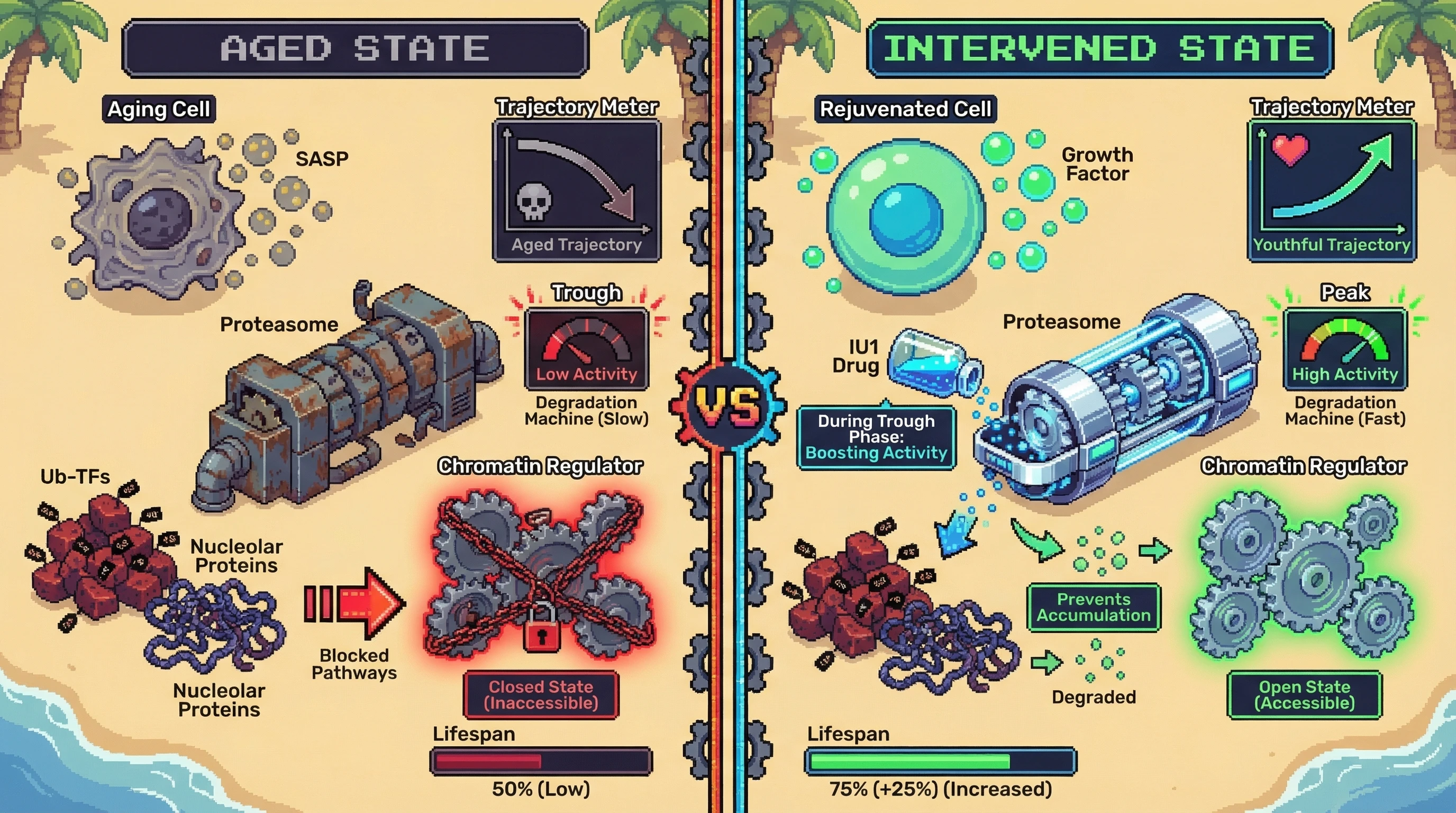 Infographic for: Proteasome Pulses Drive Stage-Specific Cellular Expansions and Contractions in Aging