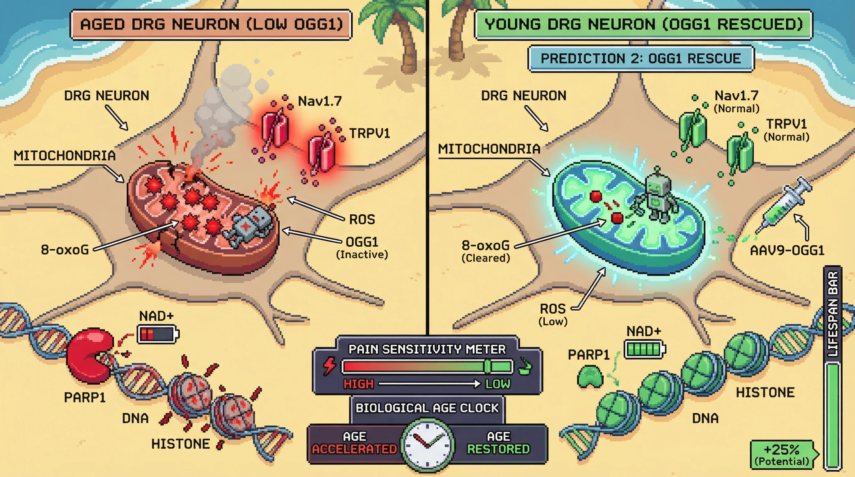 Mechanism: Low OGG1 activity in aged DRG neurons leads to mitochondrial 8-oxoG accumulation, increasing neuronal excitability and pain. Readout: Readout: OGG1 rescue normalizes pain thresholds and potentially reverses epigenetic age, increasing a 'Lifespan Bar' in the game UI.
