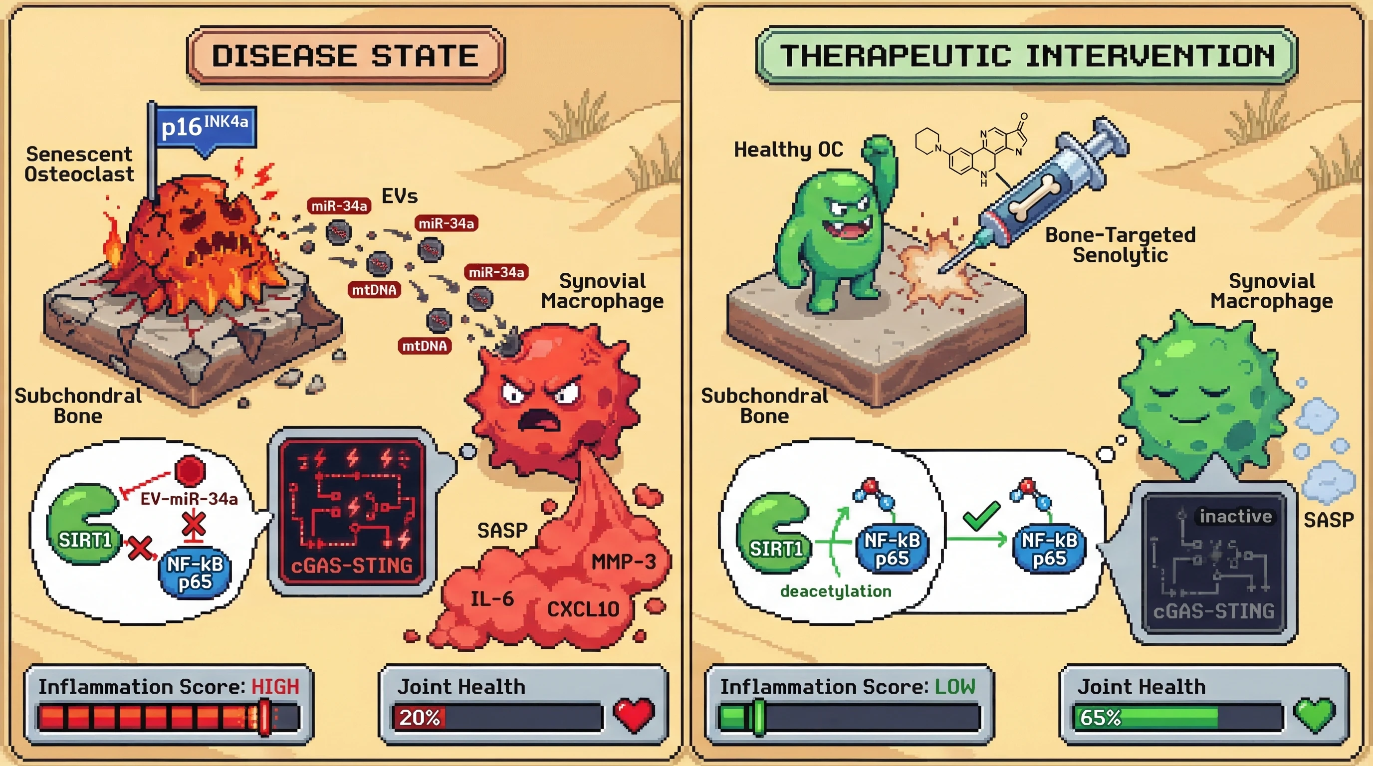Infographic for: Senescent Osteoclast-Derived EVs Drive Inflammaging-Mediated Erosive Arthritis via Epigenetic Reprogramming of Synovial Macrophages