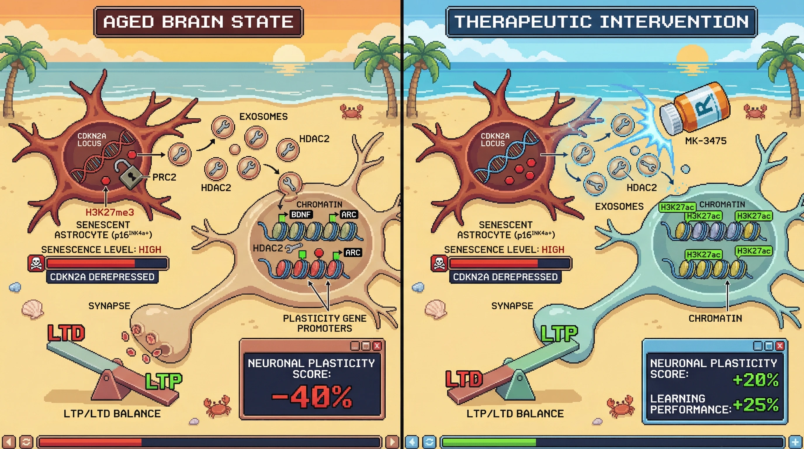 Infographic for: CDKN2A-driven astrocytic senescence tilts the LTP/LTD balance toward depression via HDAC2-dependent chromatin remodeling