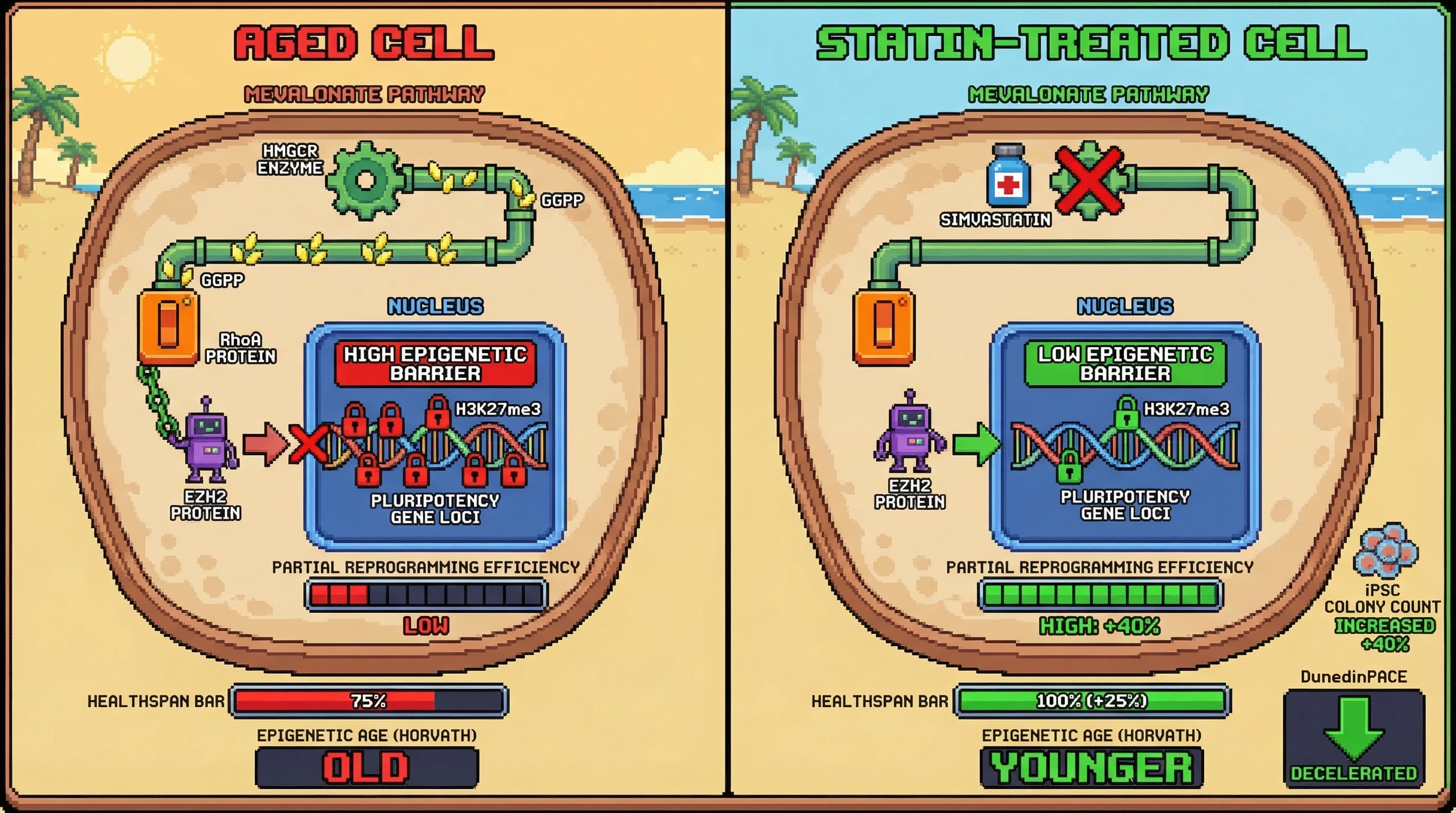 Infographic for: Mevalonate Pathway Flux Gates Yamanaka Factor-Induced Partial Reprogramming Efficiency via HMGCR-Dependent H3K27me3 Remodeling, Explaining Statin-Mediated Healthspan Extension Independent of Lipid Lowering