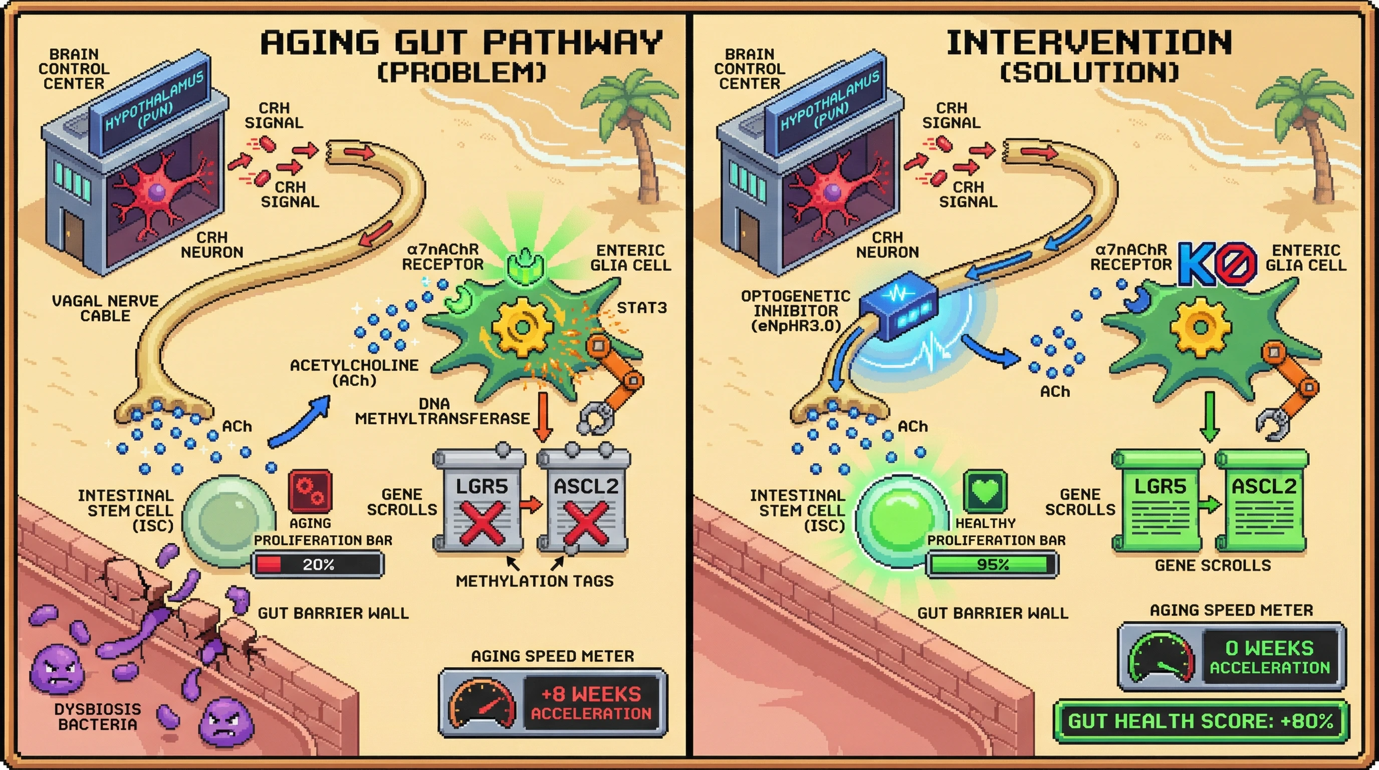 Infographic for: Hypothalamic CRH‑driven vagal efferent reprogramming of enteric glia accelerates intestinal stem cell aging