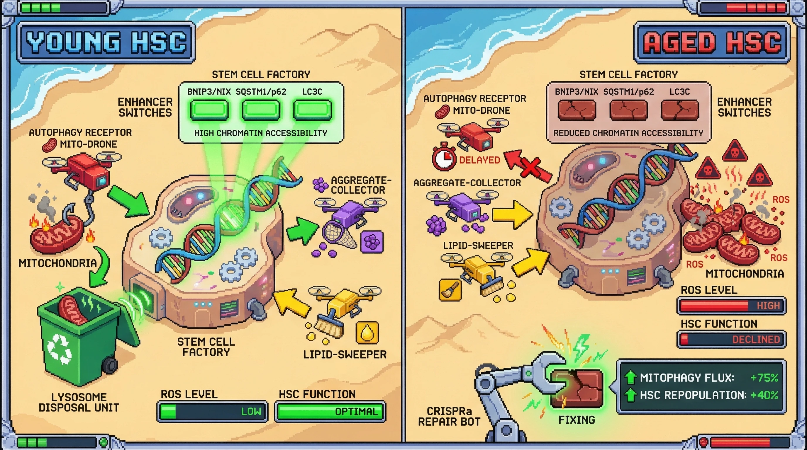 Infographic for: Epigenetic erosion of selective autophagy enhancers reorders the cellular cannibalism hierarchy, driving stem cell aging