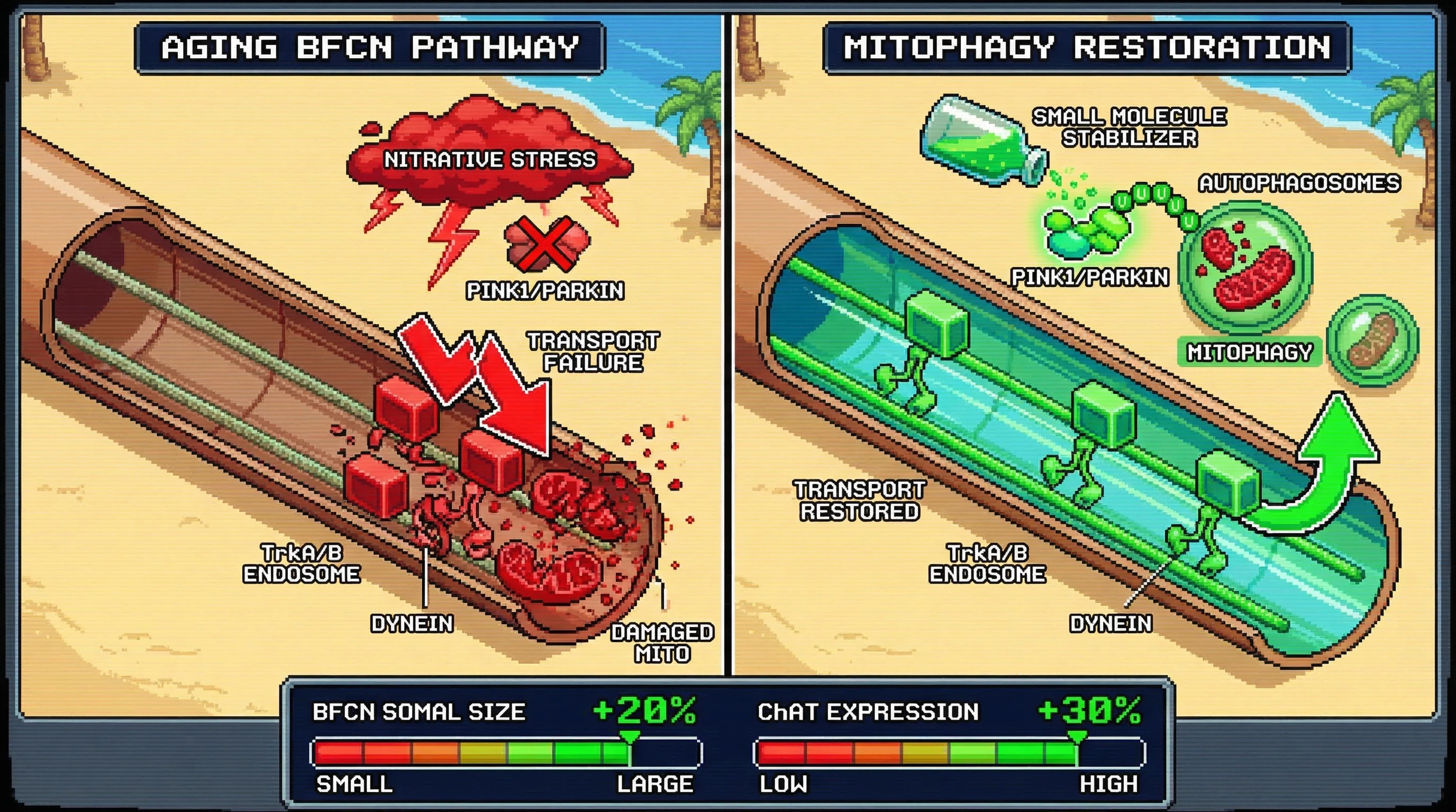 Infographic for: Mitophagy-Dependent Axonal Clearance: A Novel Mechanism for TrkA/TrkB Retrograde Transport Restoration in Aging BFCNs