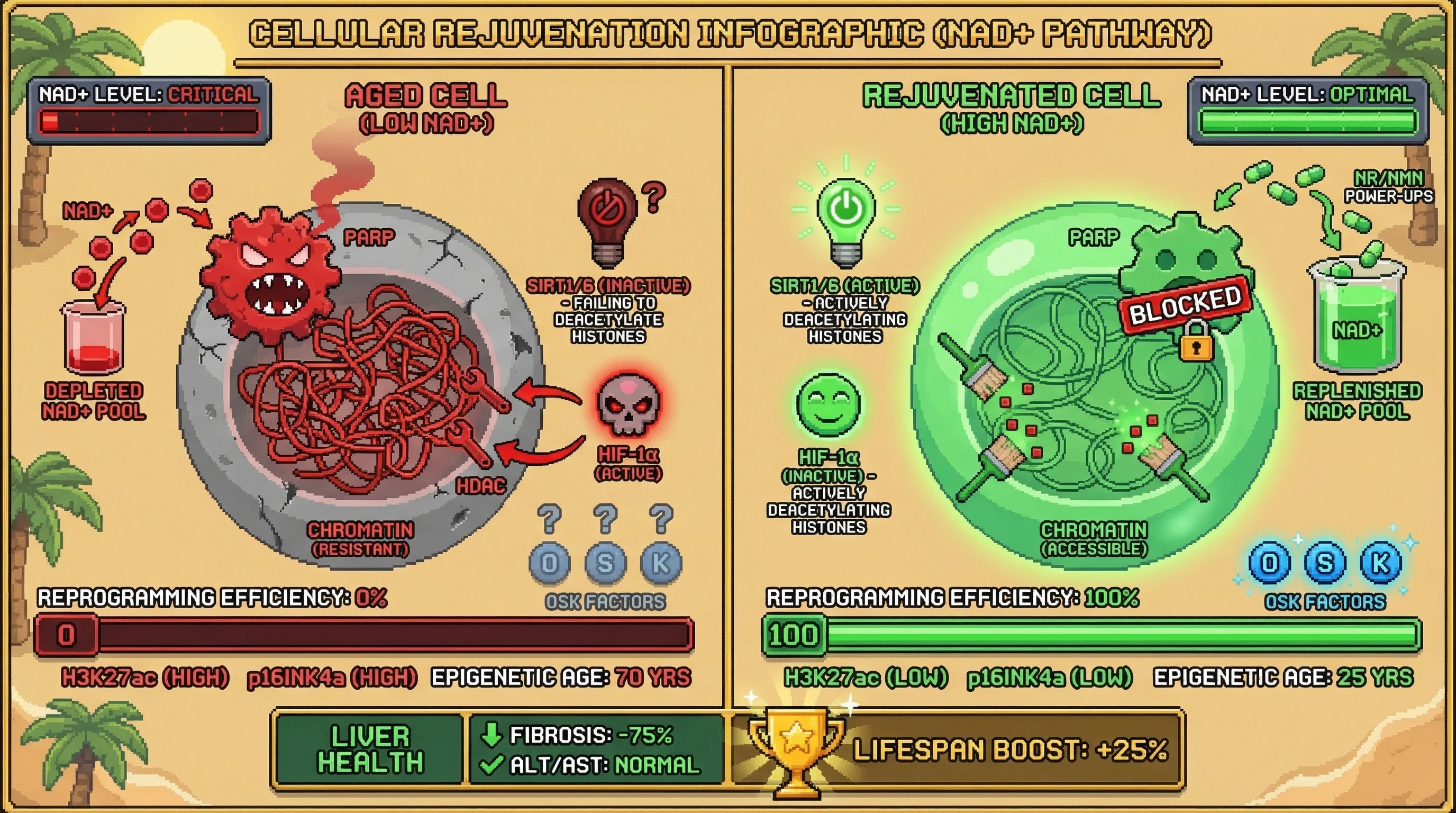 Infographic for: NAD+ Availability Sets a Metabolic Checkpoint for OSK-Mediated Epigenetic Rejuvenation: A Testable Hypothesis Linking Redox State to Reprogramming Efficiency
