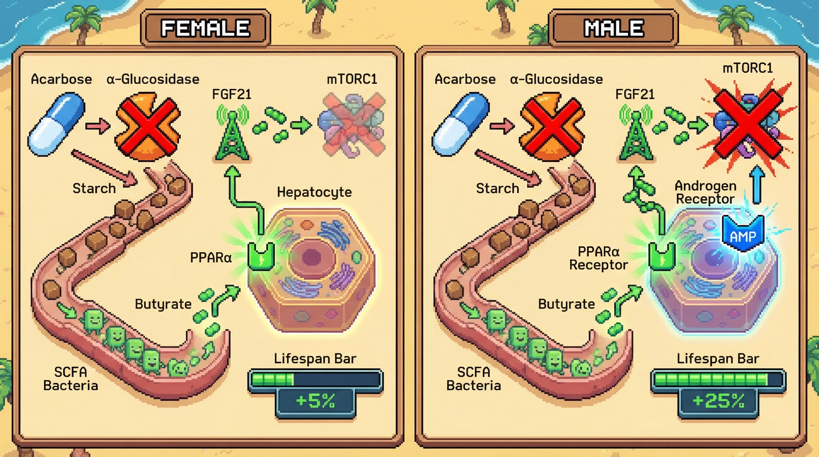 Infographic for: Acarbose‑Induced Butyrate Drives Hepatic FGF21 Activation to Suppress mTORC1 in Males, Explaining Sex‑Specific Longevity Effects