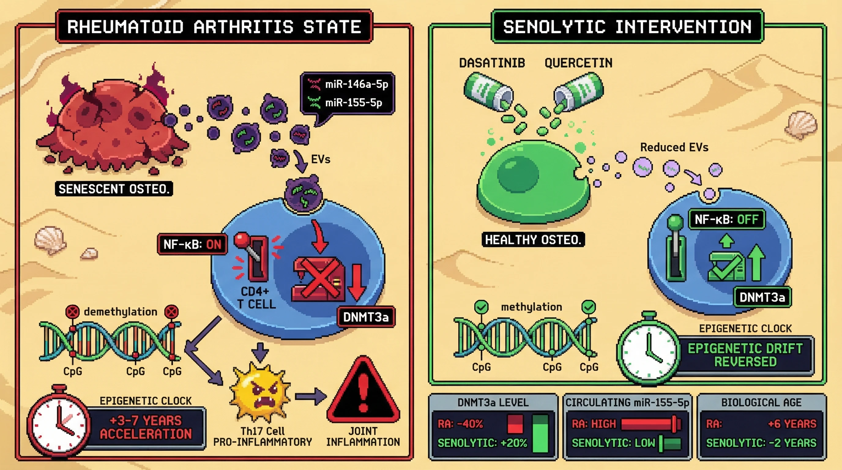 Mechanism: Senescent osteoclast EVs carry miR-146a-5p/miR-155-5p, activating NF-κB and suppressing DNMT3a in T cells, accelerating epigenetic aging. Readout: Readout: Senolytic treatment reduces EV miRNAs, restores DNMT3a, and reverses epigenetic drift, decreasing biological age.