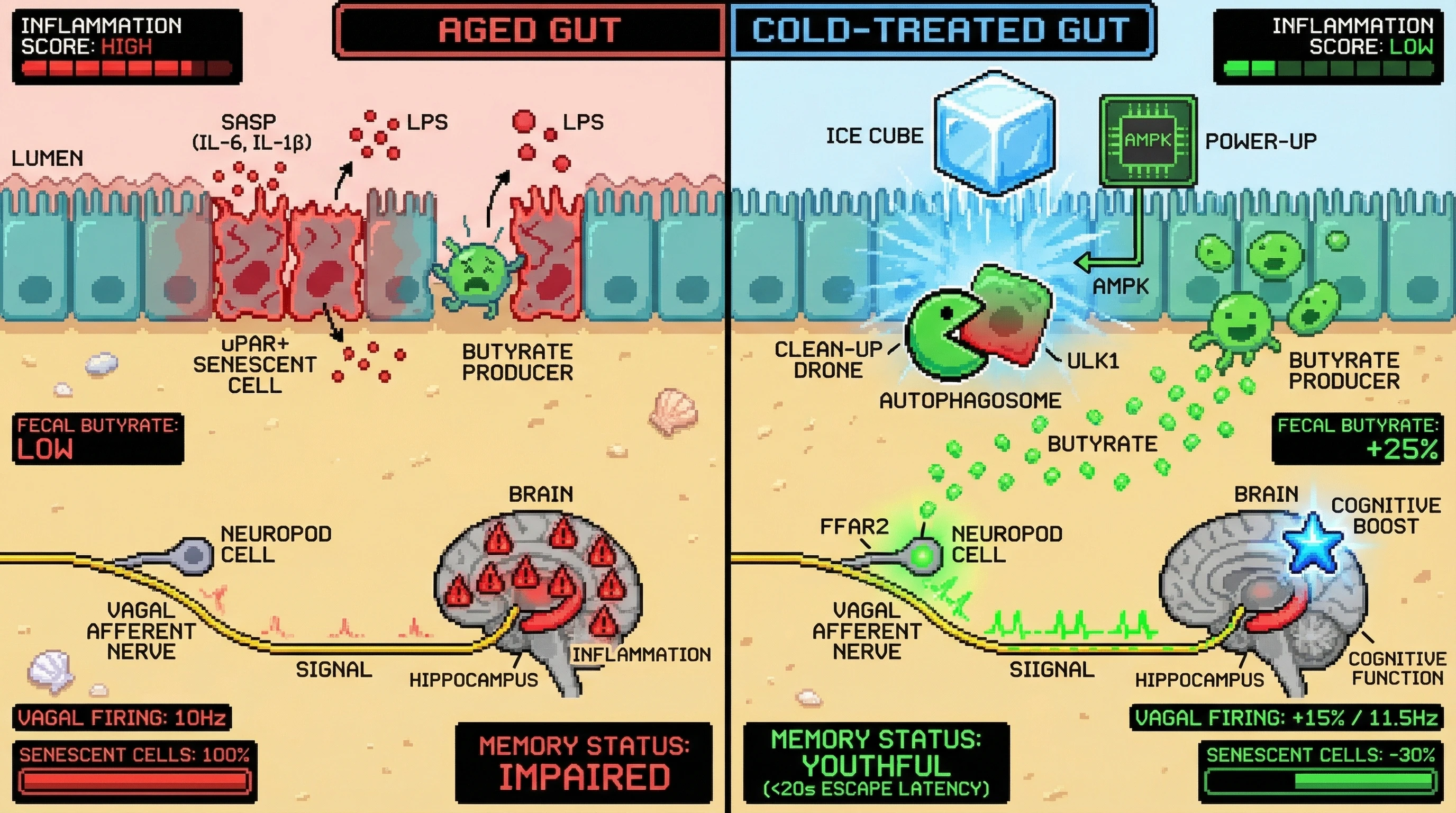 Mechanism: Cold exposure activates AMPK-dependent autophagy in intestinal cells, clearing uPAR+ senescent cells and boosting butyrate production, which then enhances vagal signaling to the brain. Readout: Readout: Senescent cells decrease by 30%, fecal butyrate rises by 25%, vagal firing increases by 15%, and memory improves to youthful levels.