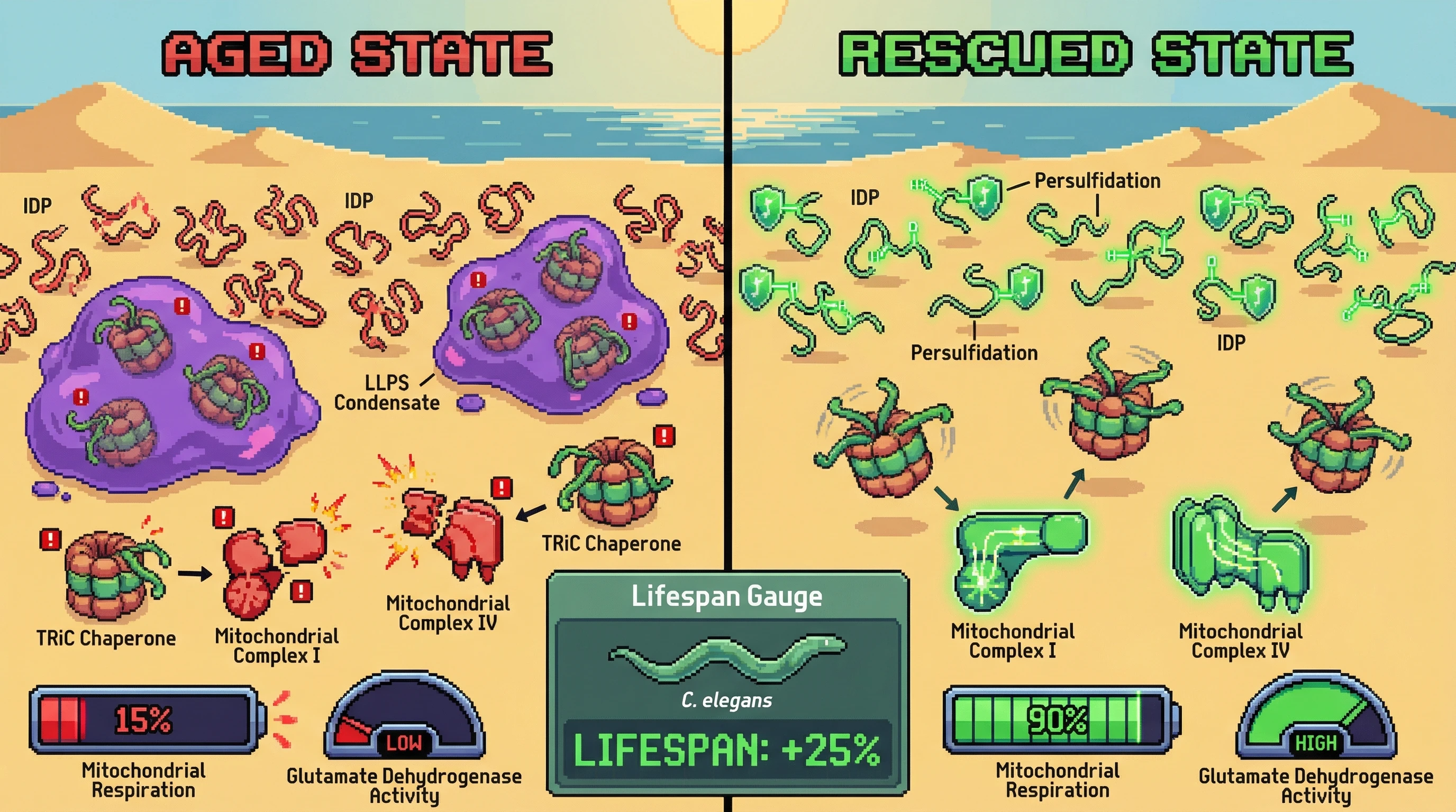 Mechanism: Age-related loss of persulfidation on IDPs causes them to form LLPS condensates, which sequester the TRiC chaperone complex. Readout: Readout: This sequestration impairs mitochondrial complex assembly and respiration, but persulfidation restoration increases lifespan by 25%.