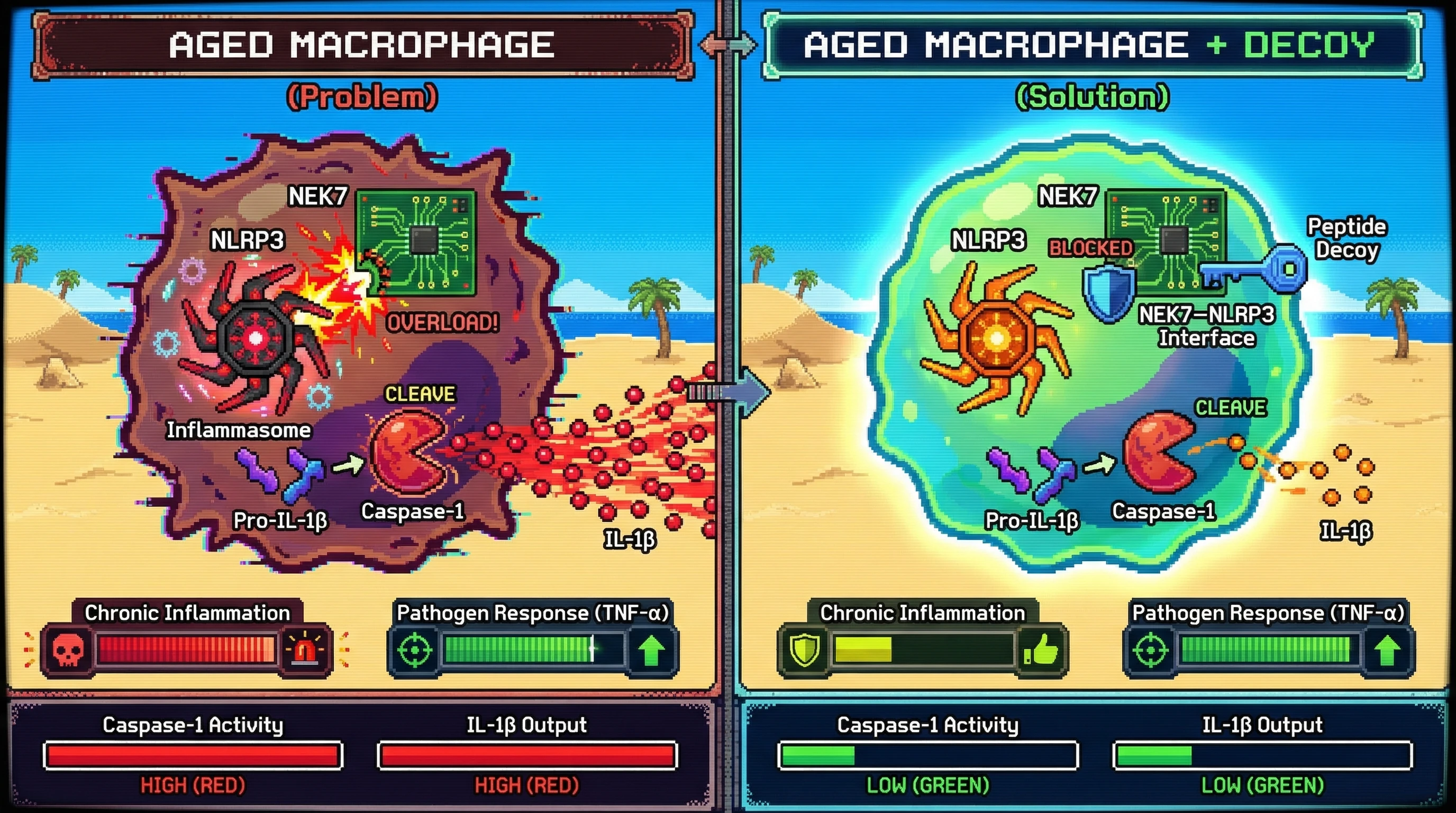 Infographic for: NEK7–NLRP3 Interface Peptide Decoys as a Selective Inflammaging Brake in Aged Macrophages