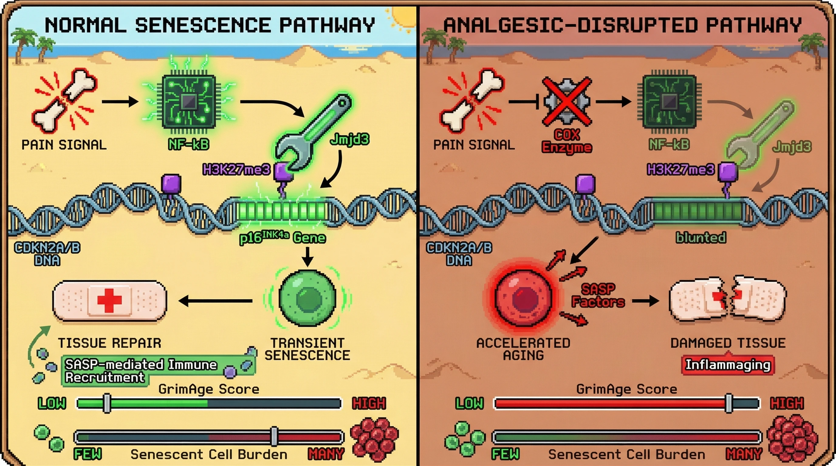 Mechanism: Analgesics dampen NF-κB signaling, which blunts the hormetic p16INK4a pulse that normally triggers beneficial transient senescence and tissue repair. Readout: Readout: This disruption leads to accelerated epigenetic aging (higher GrimAge) and increased senescent cell burden.
