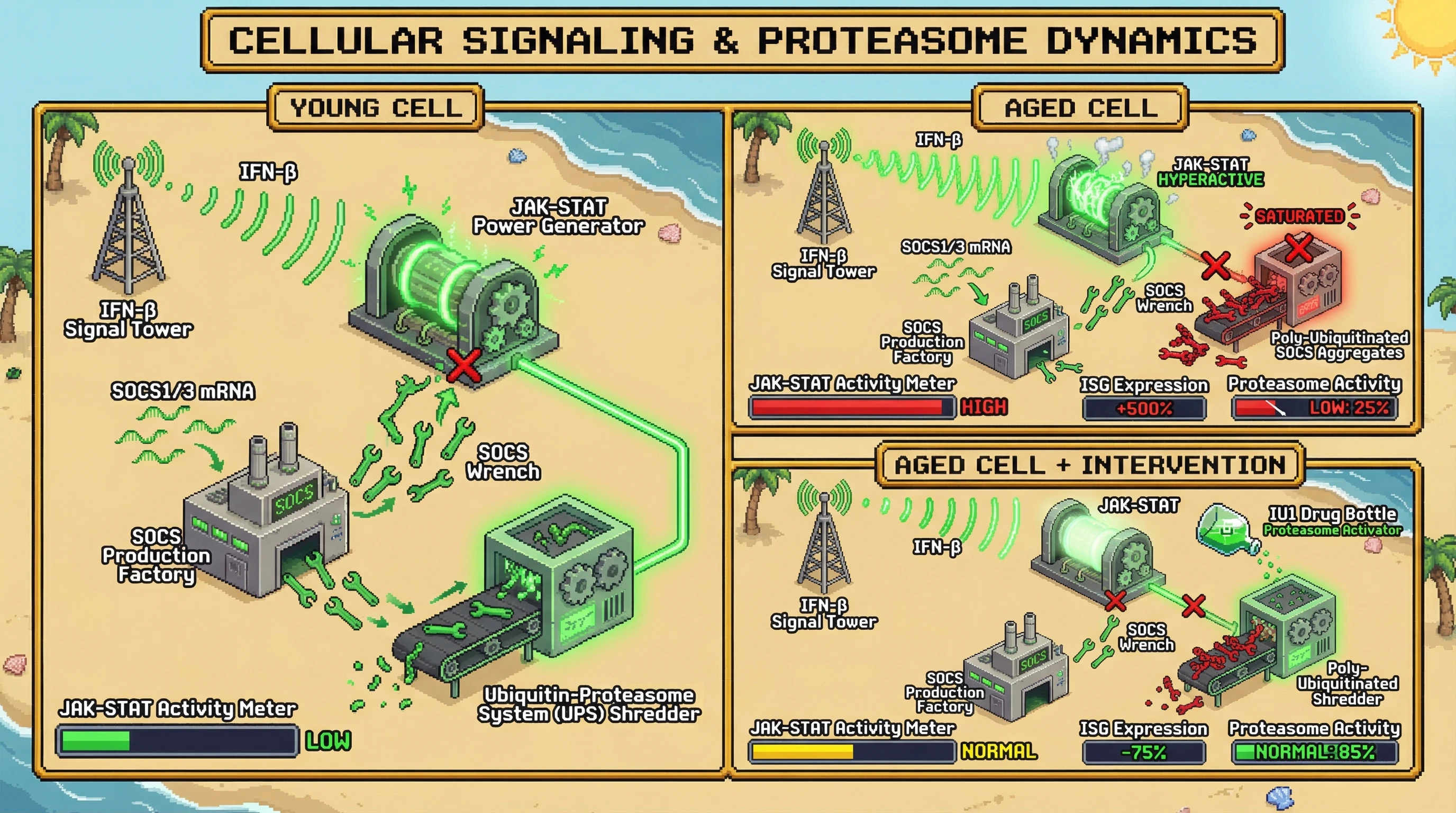 Infographic for: Chronic IFNSignaling in Aging Saturates the Ubiquitin‑Proteasome System, Rendering SOCS Proteins Transcriptionally Active but Functionally Inert