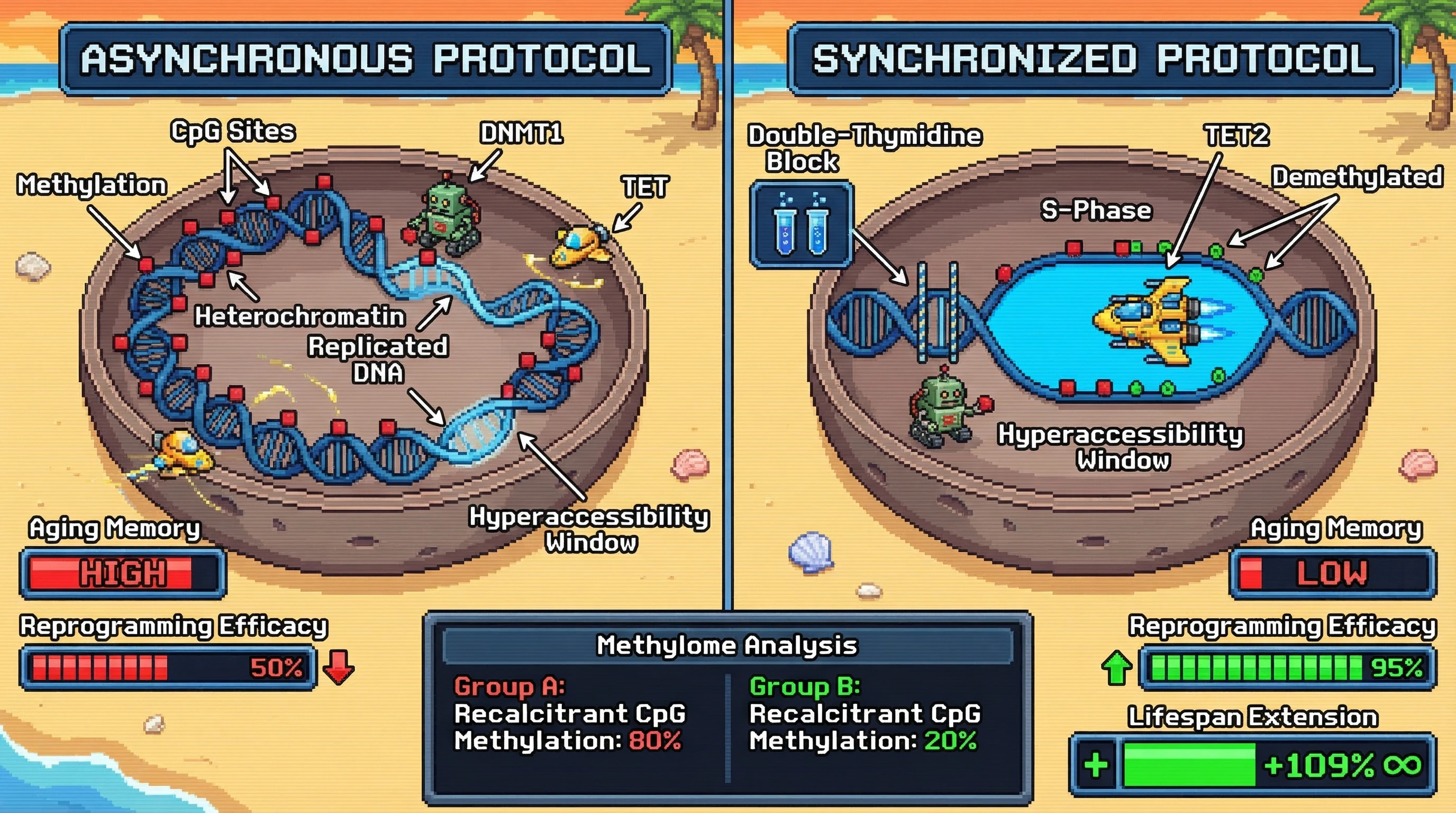 Mechanism: Synchronizing TET2 enzyme activity to the DNA's hyperaccessible S-phase window allows for efficient removal of recalcitrant CpG methylation marks. Readout: Readout: This targeted approach is hypothesized to significantly reduce 'aging memory' methylation compared to asynchronous methods, leading to more complete epigenetic rejuvenation and improved reprogramming efficacy.