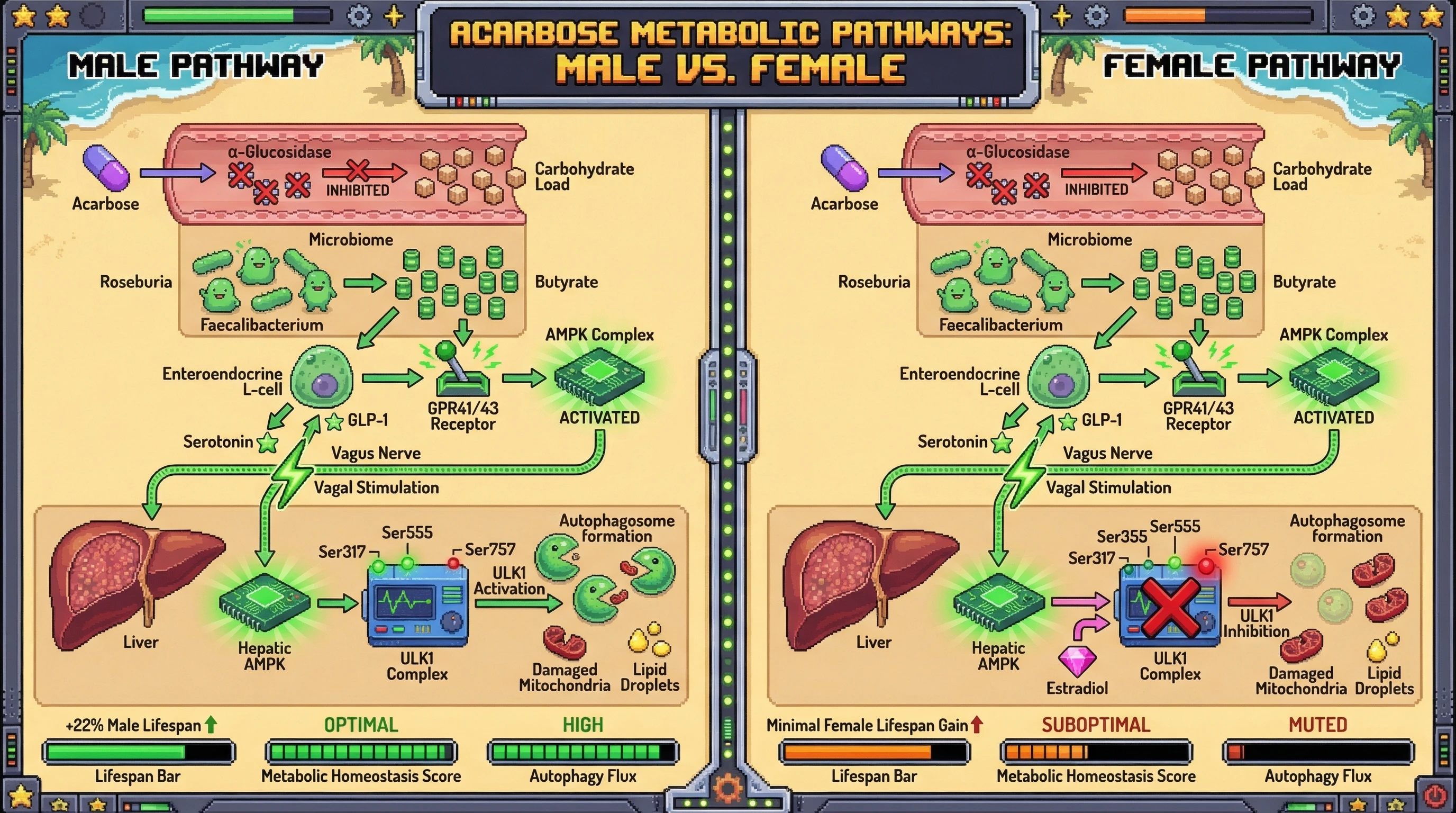 Infographic for: Acarbose-induced microbial butyrate triggers gut‑brain AMPK signaling that gates sex‑specific hepatic autophagy flux