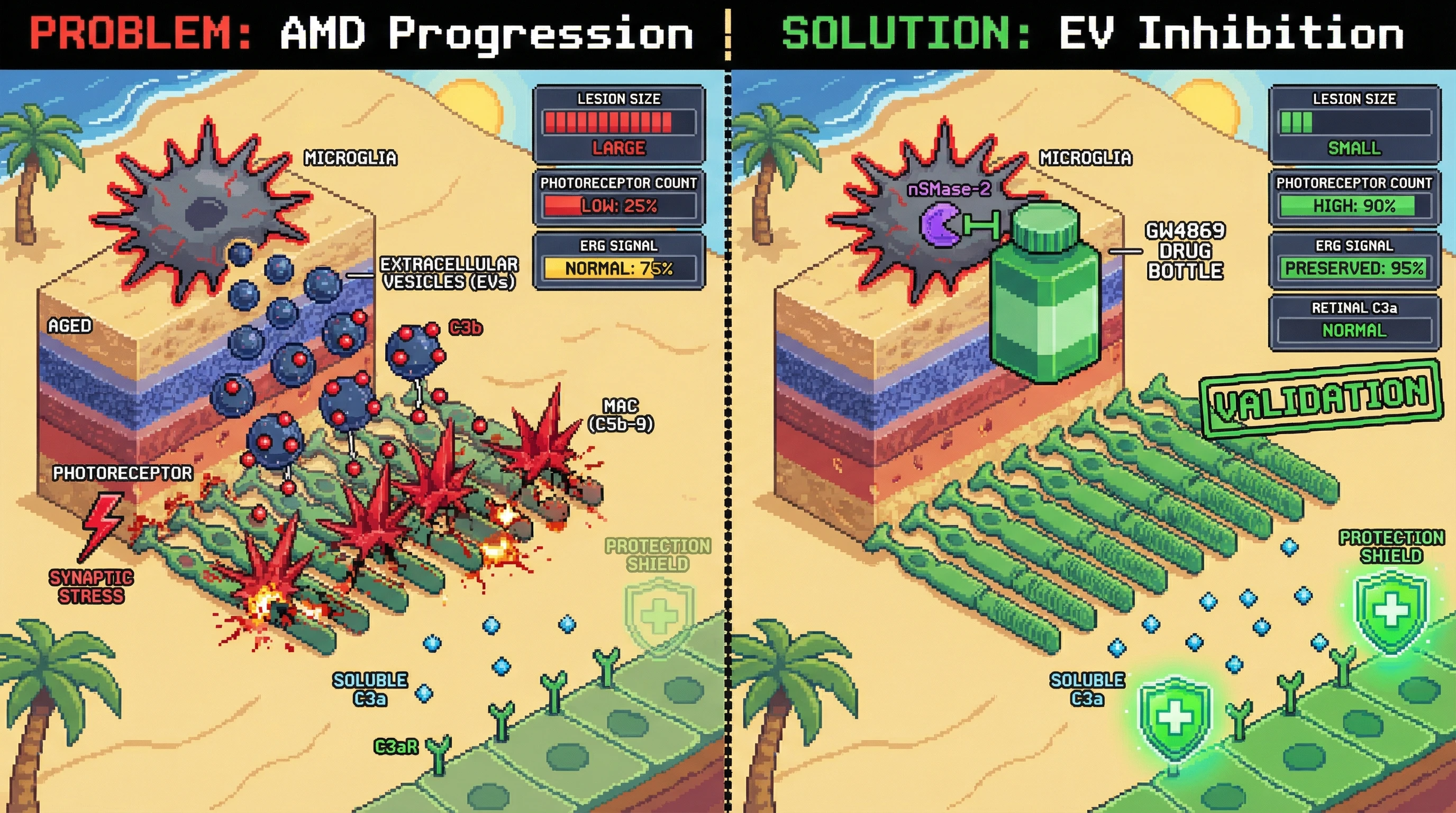 Infographic for: Microglial-derived C3 packaged in extracellular vesicles drives localized MAC formation in AMD, while soluble C3aR signaling preserves retinal homeostasis