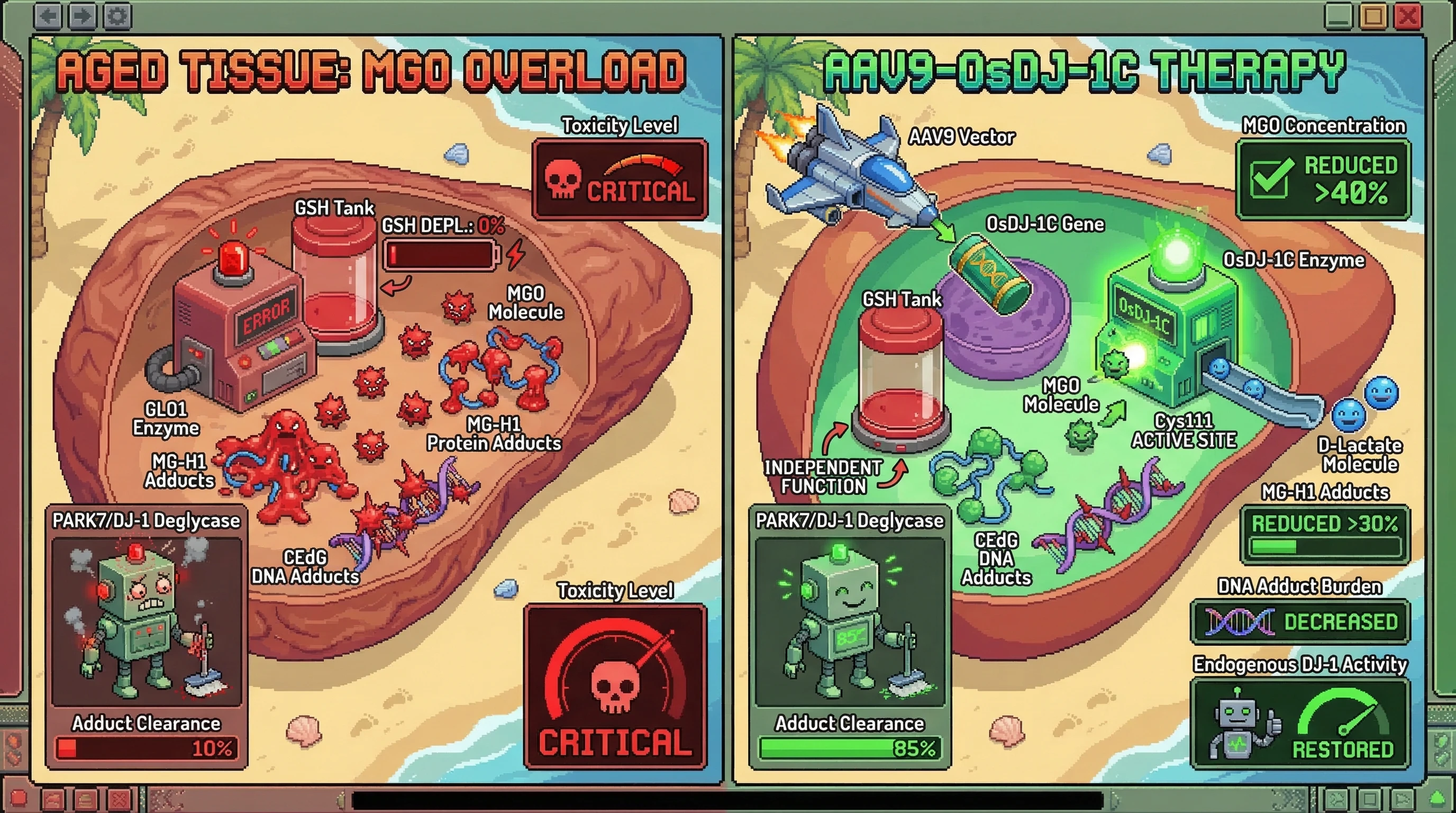 Infographic for: Hepatic and renal AAV9-mediated expression of codon-optimized rice *OsDJ-1C* in aged mice installs a GSH-independent ...