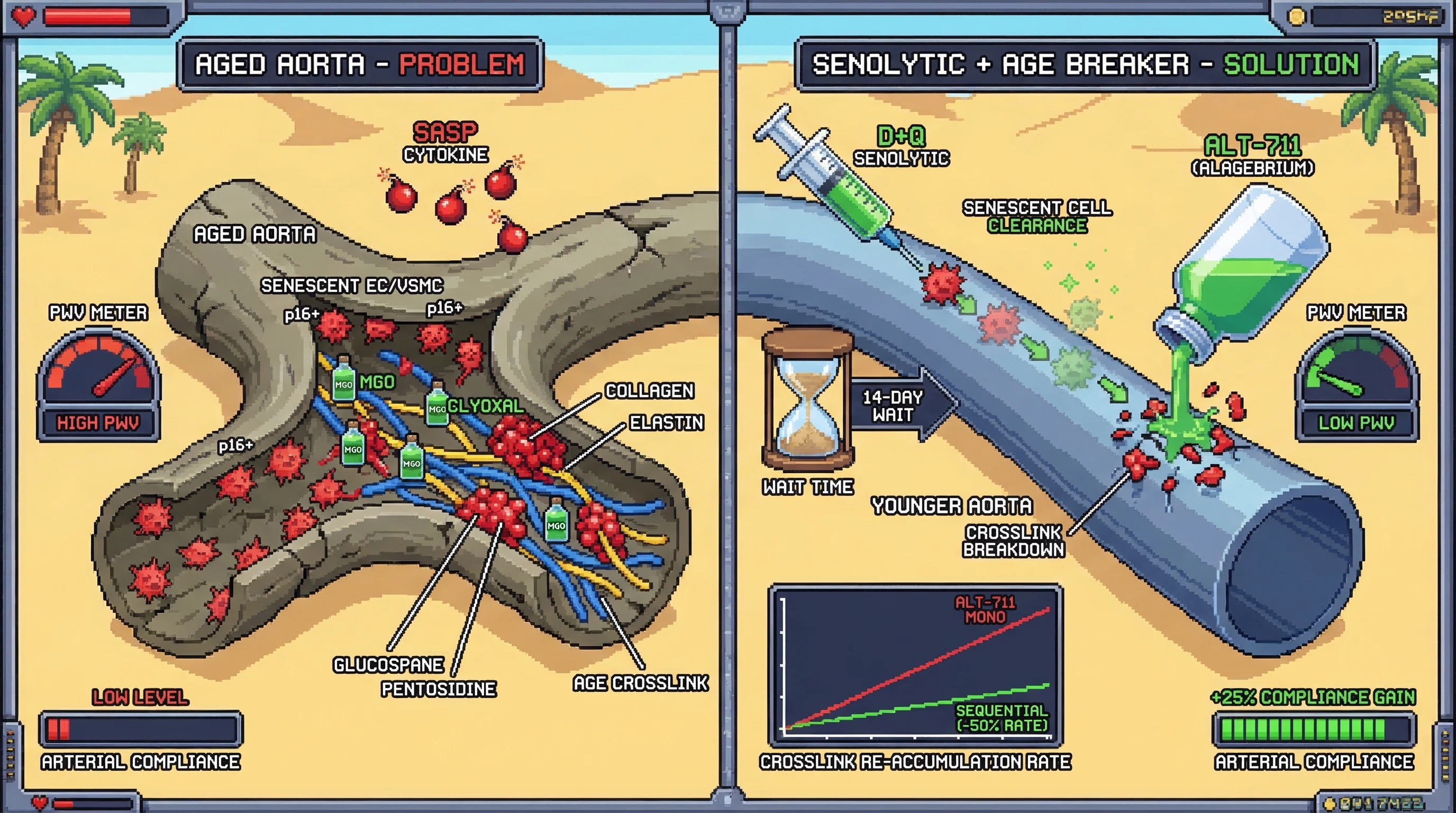 Mechanism: Sequential administration of Dasatinib+Quercetin clears senescent cells, reducing reactive carbonyl species and allowing ALT-711 to more effectively cleave pre-formed AGE crosslinks. Readout: Readout: Aortic pulse wave velocity decreases, arterial compliance increases by ≥25%, and crosslink re-accumulation rate is ≥50% slower through weeks 6-8.