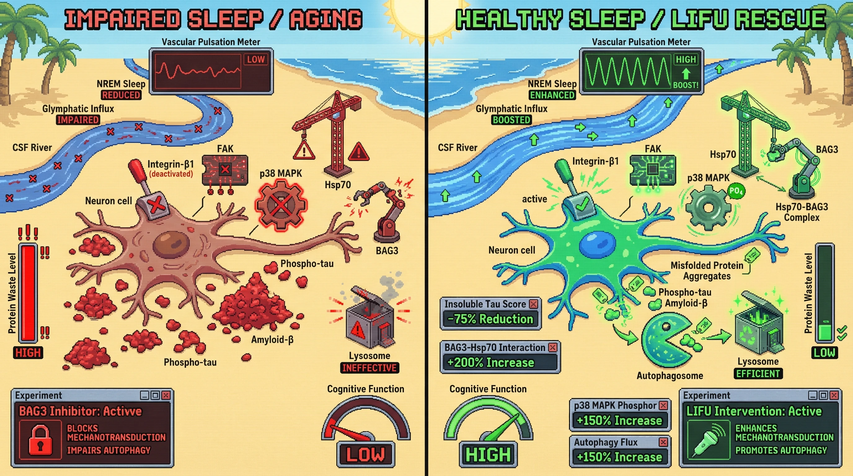 Infographic for: Sleep-driven arterial pulsations activate neuronal BAG3-mediated autophagy to couple glymphatic clearance with proteostatic triage