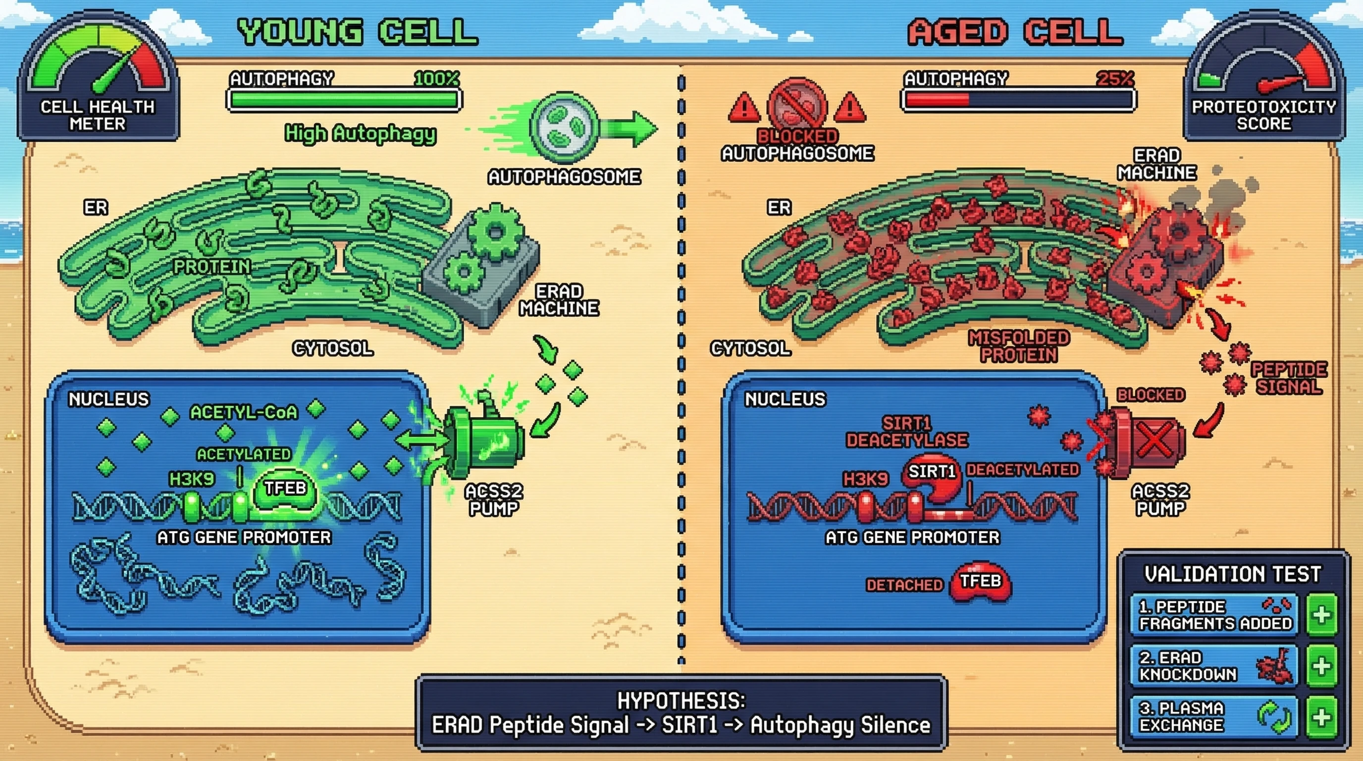 Mechanism: In aged cells, misfolded proteins processed by ERAD release peptide signals that inhibit nuclear ACSS2 and promote SIRT1-mediated H3K9 deacetylation, silencing autophagy genes. Readout: Readout: This leads to reduced autophagy activity, shifting the cell health meter from green to red and increasing proteotoxicity score.