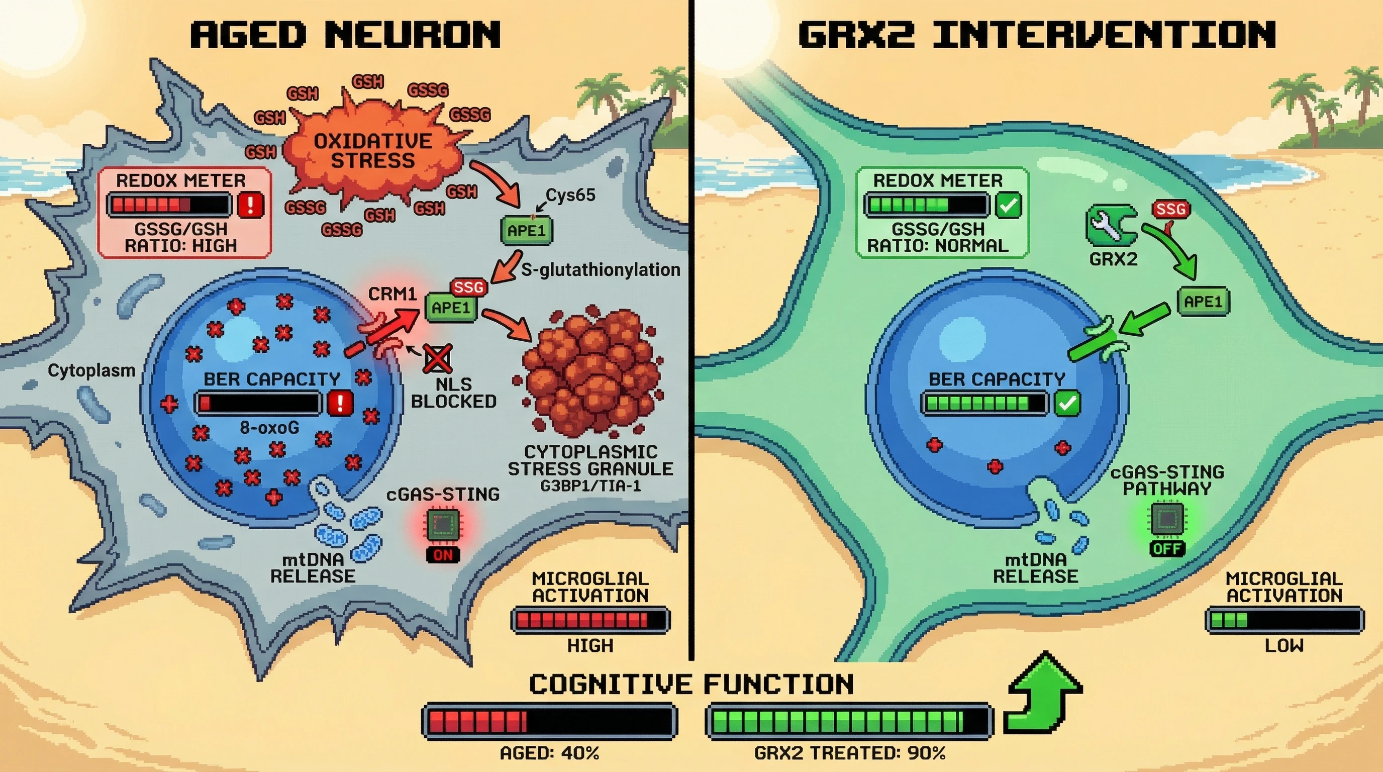 Infographic for: S-glutathionylation of APE1 as a redox switch that decouples its expression from nuclear BER activity in aging neurons