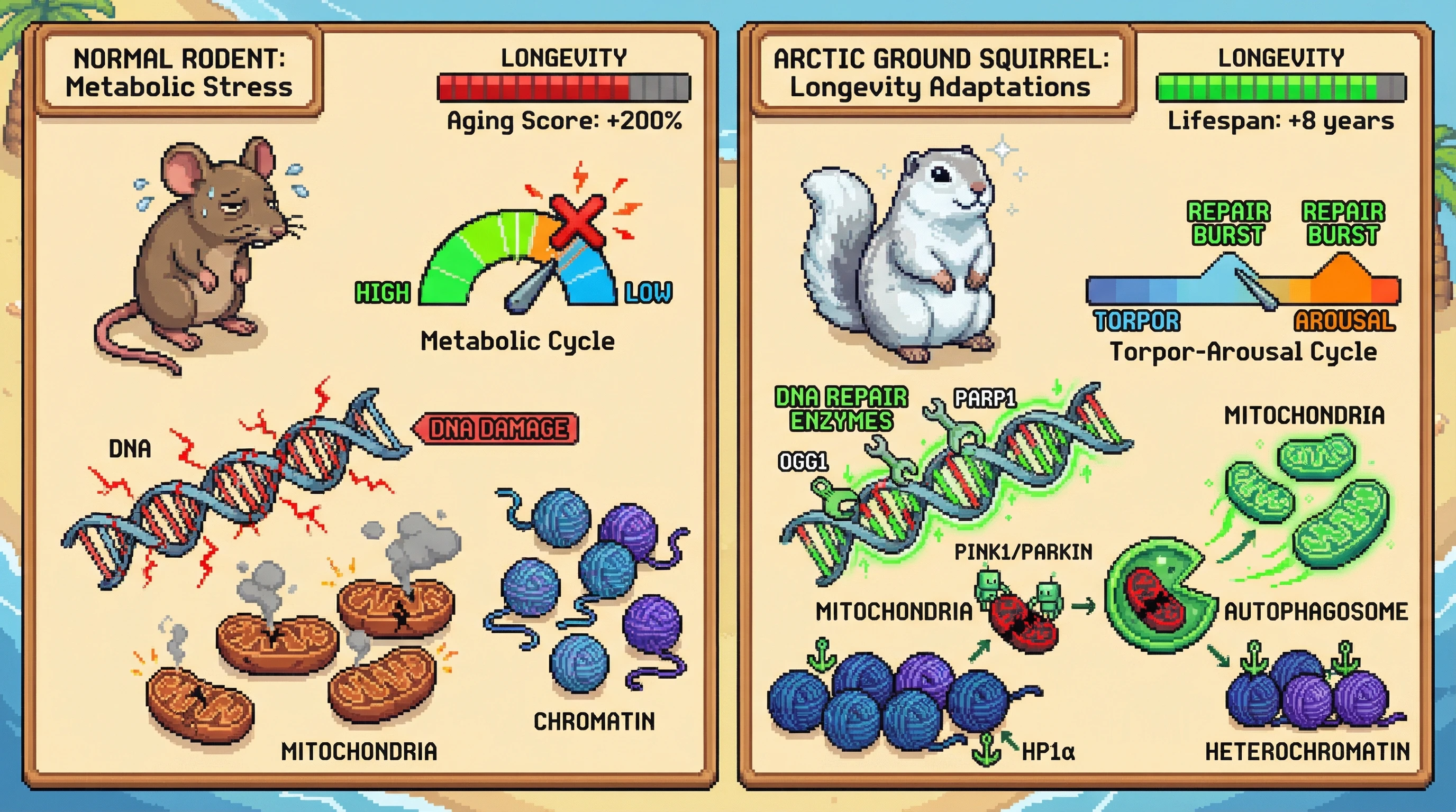 Infographic for: Arctic ground squirrels survive 100+ freeze-thaw cycles across their lifespan—here is how they repair the damage